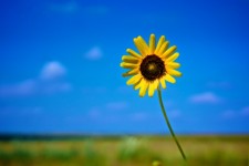 Yellow Sunflower Under Blue Sky