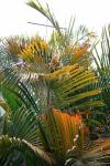 Yellowing Palm