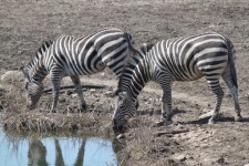 Zebras At Watering Hole
