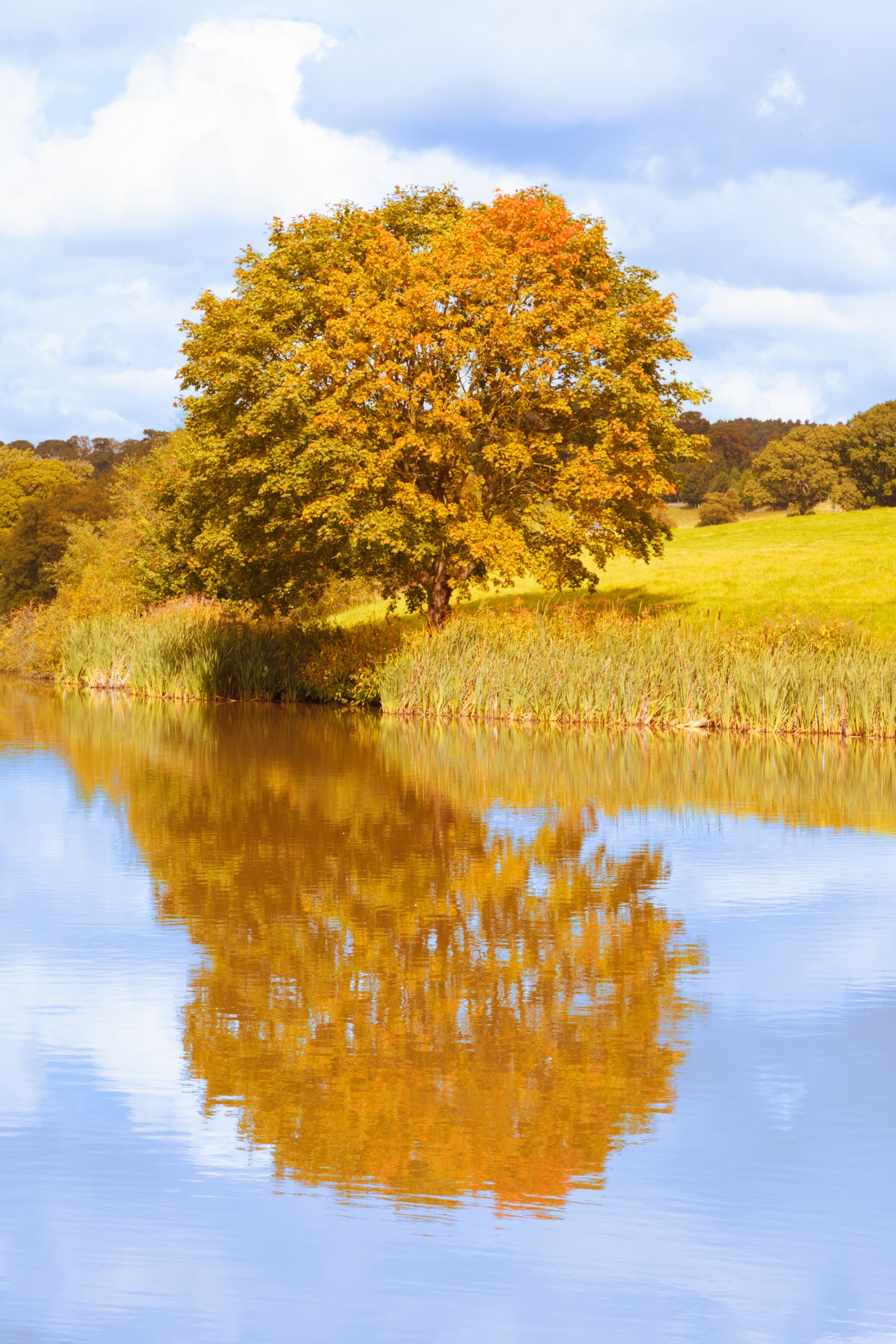 Autumn Tree By The Lake