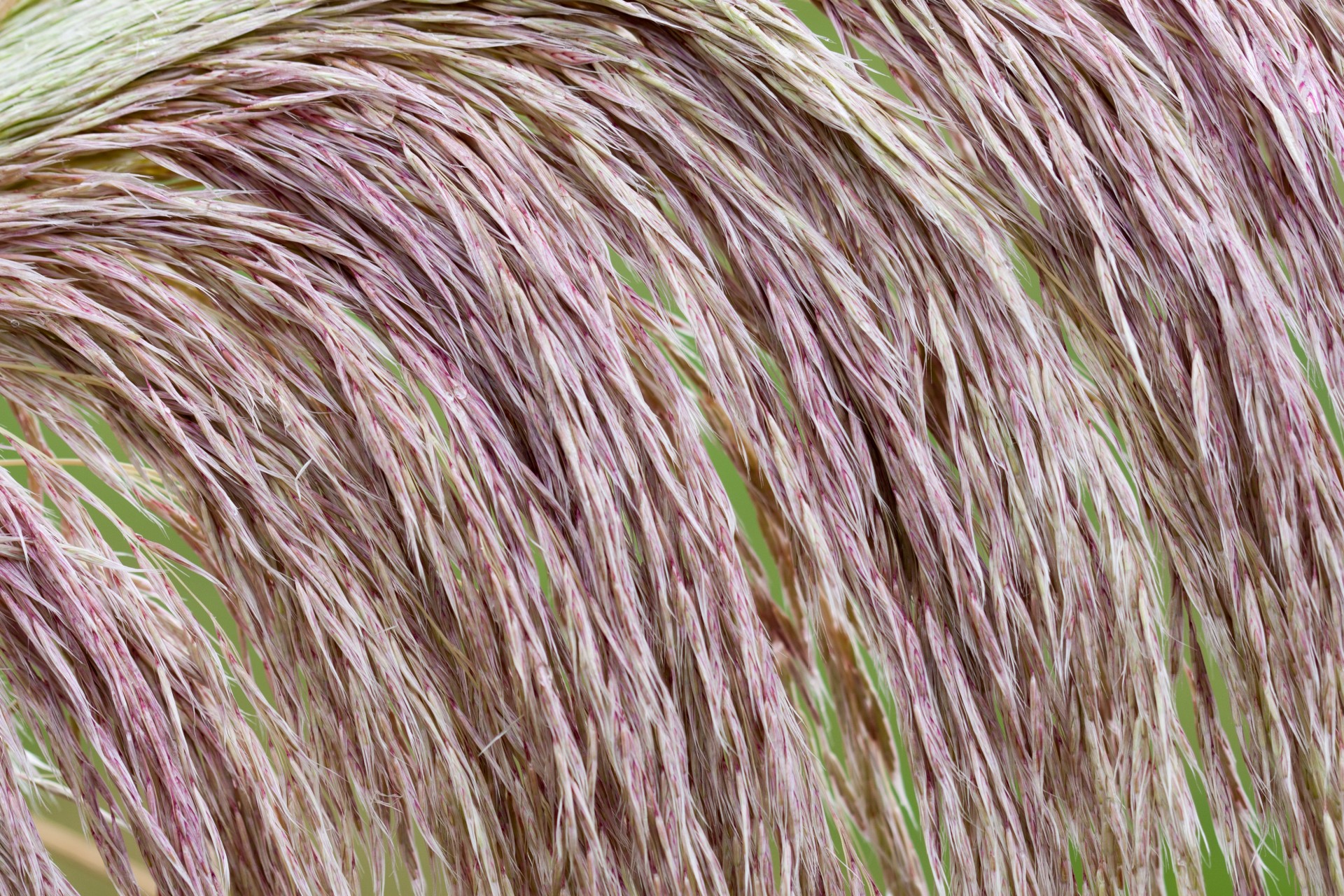 Background Of Pampas Grass