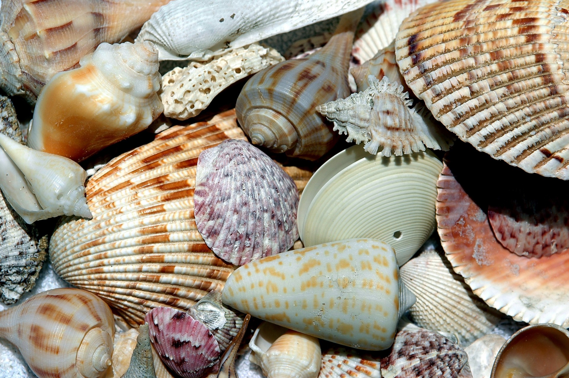 Beach Shells collected at Sanibel Island, Florida