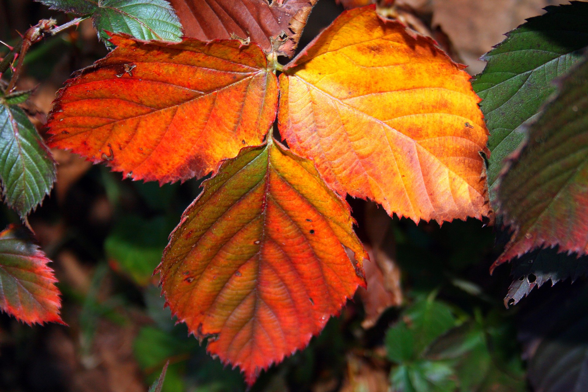 Bramble Leaf In Autumn