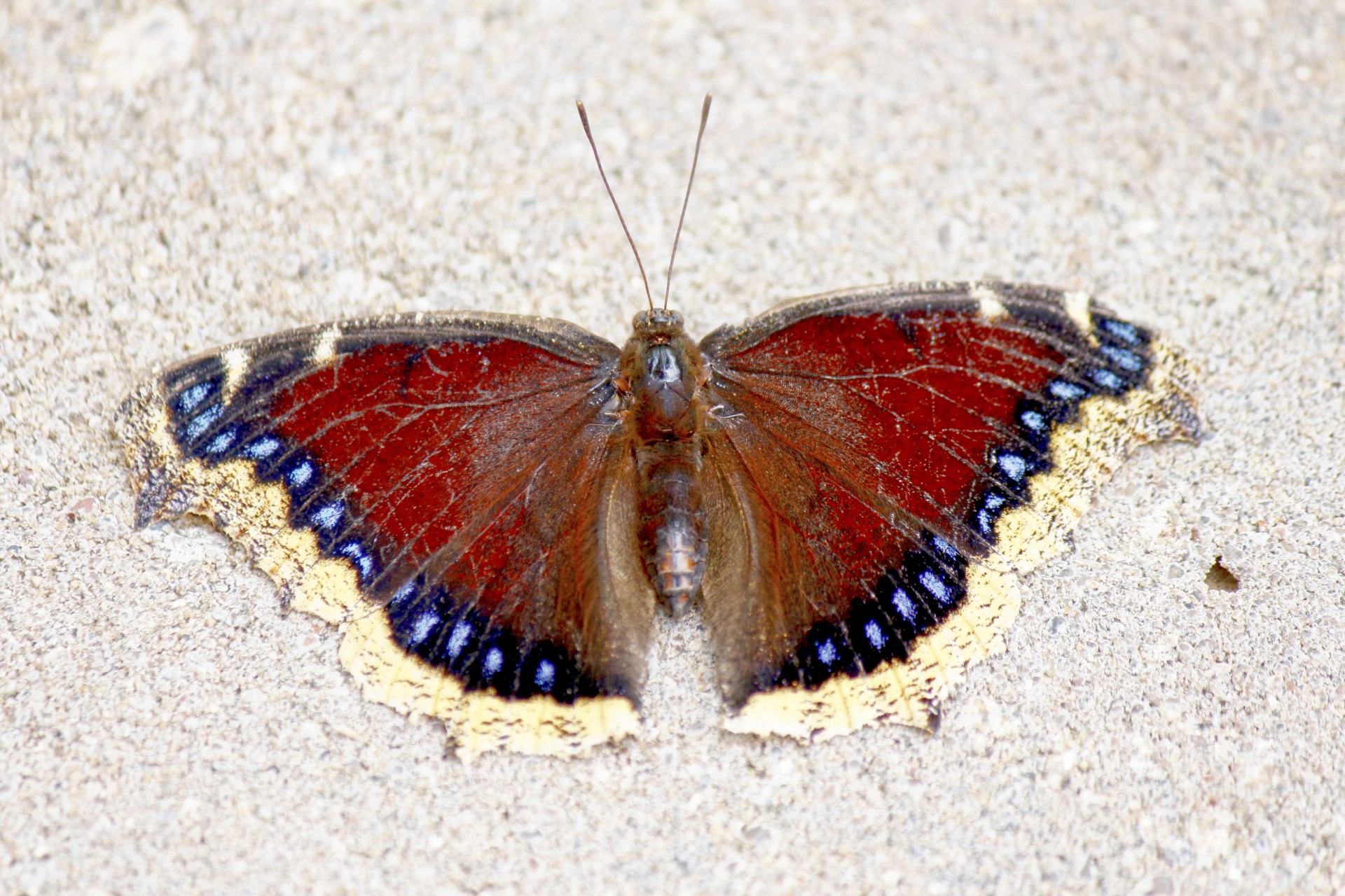 Butterfly resting on stones absorbing minerals from it