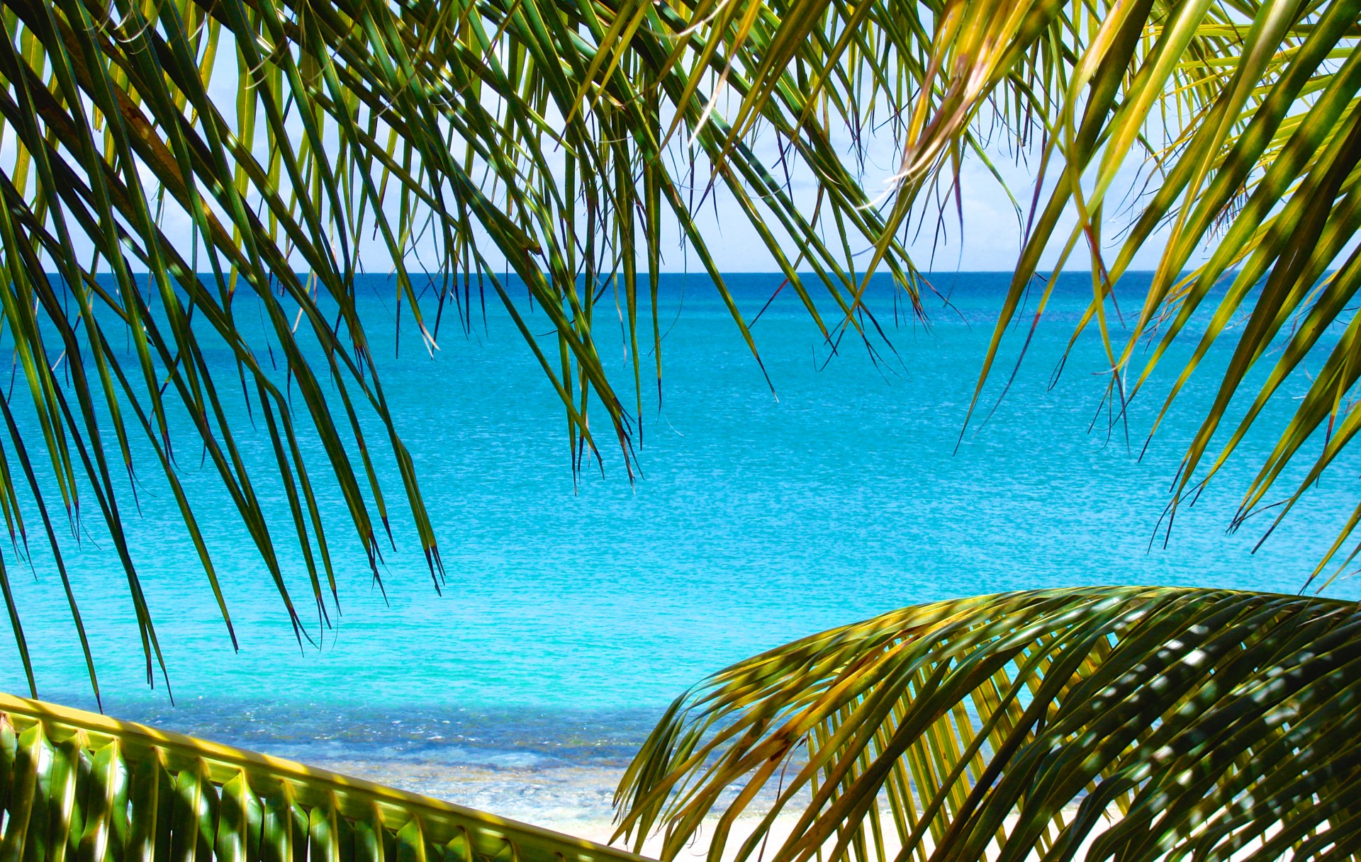 View of Caribbean Sea through green palm fronds.