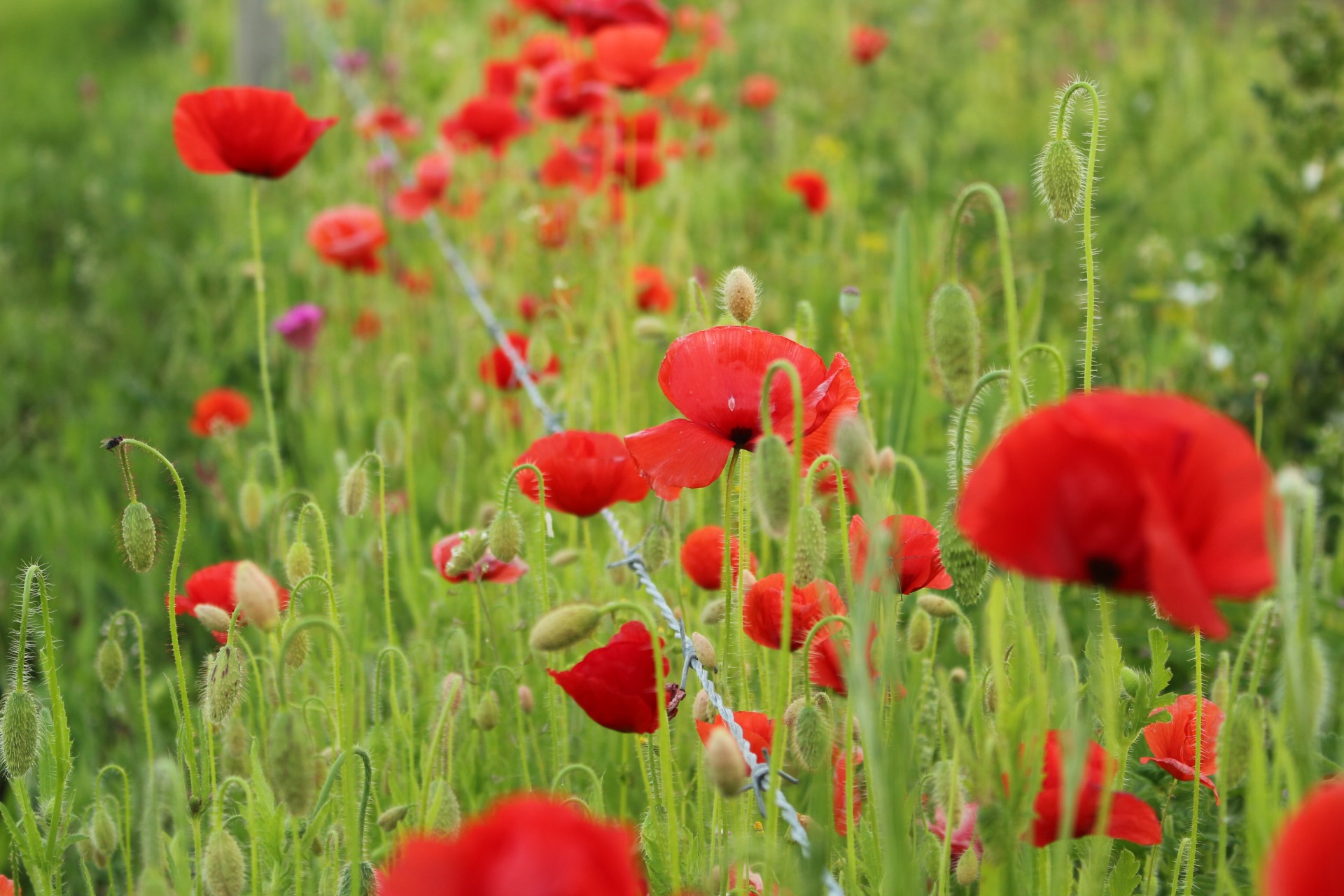 Colorful Wild Flowers Red Poppies