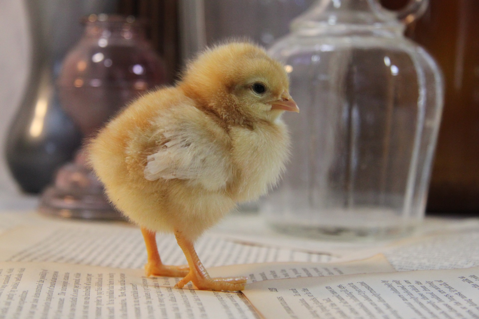 Cute Baby Chick