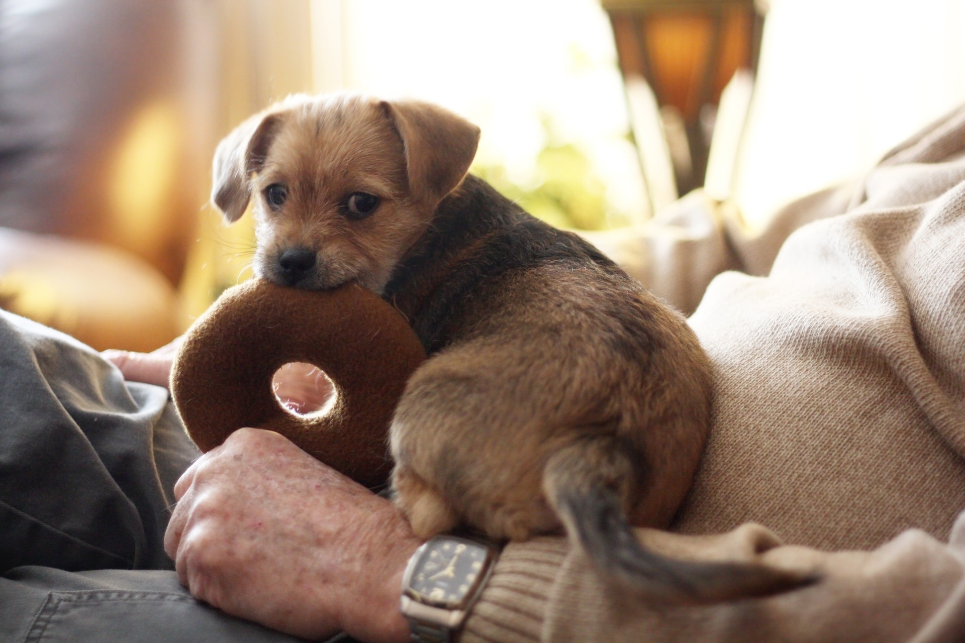Cute Terrier Puppy With Toy