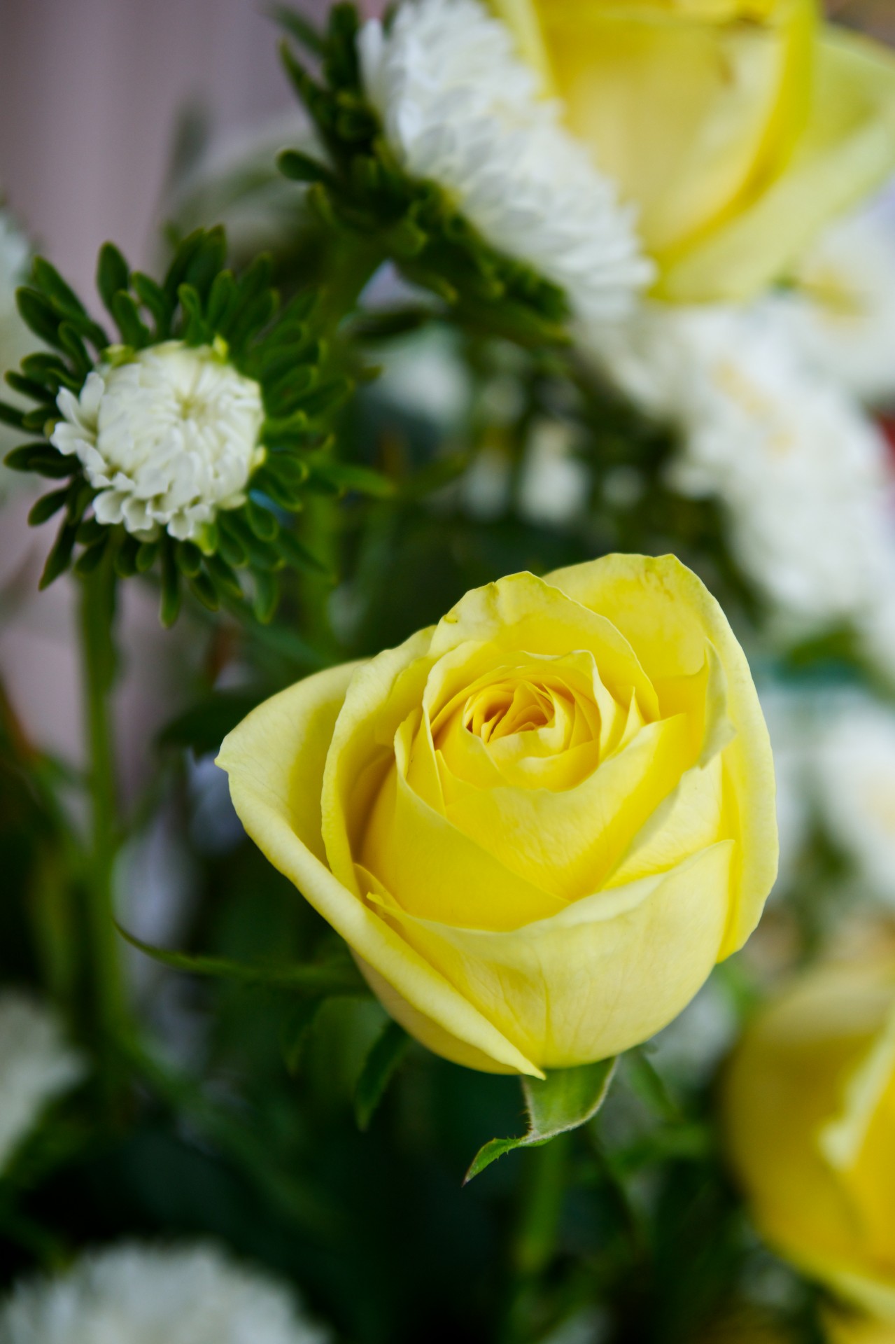 detail-of-yellow-rose-free-stock-photo-public-domain-pictures