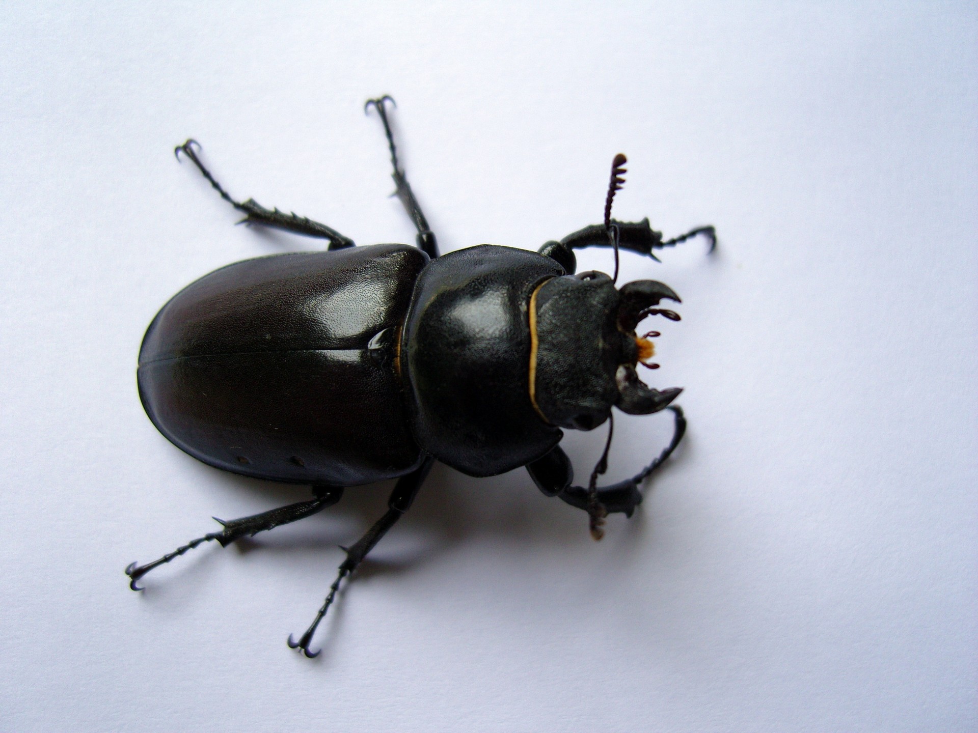 Female Stag Beetle