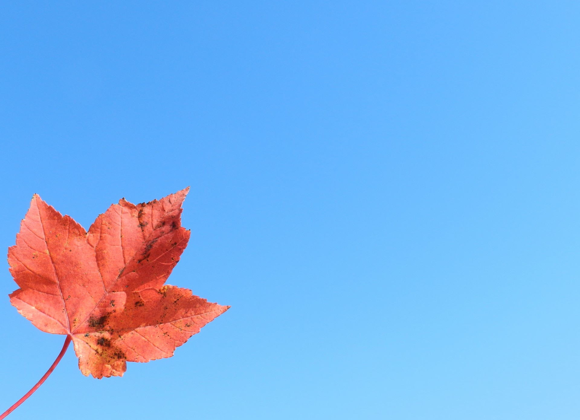 Red Maple Leaf