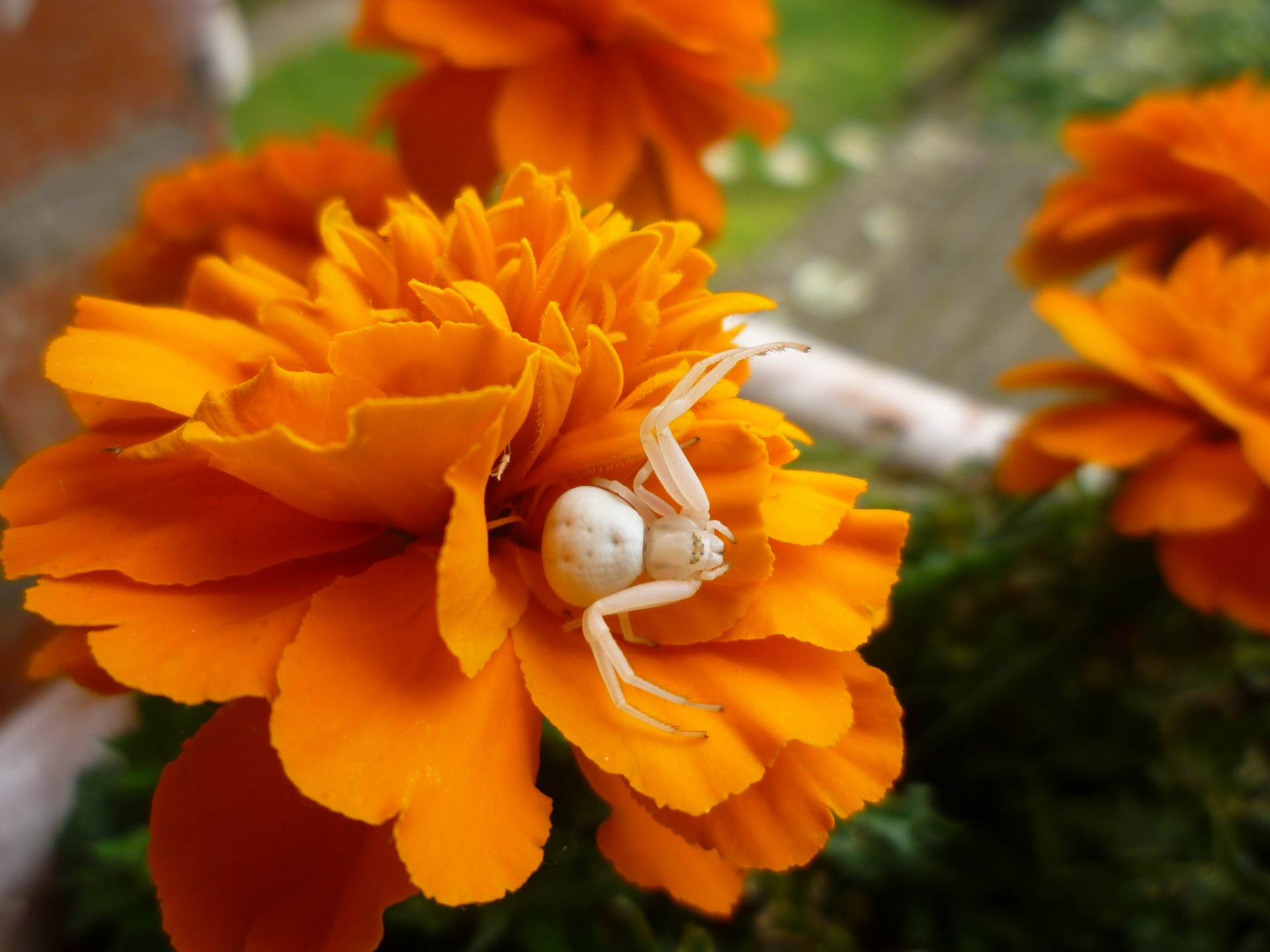 A French Marigold with a white spider hidden in its petals.