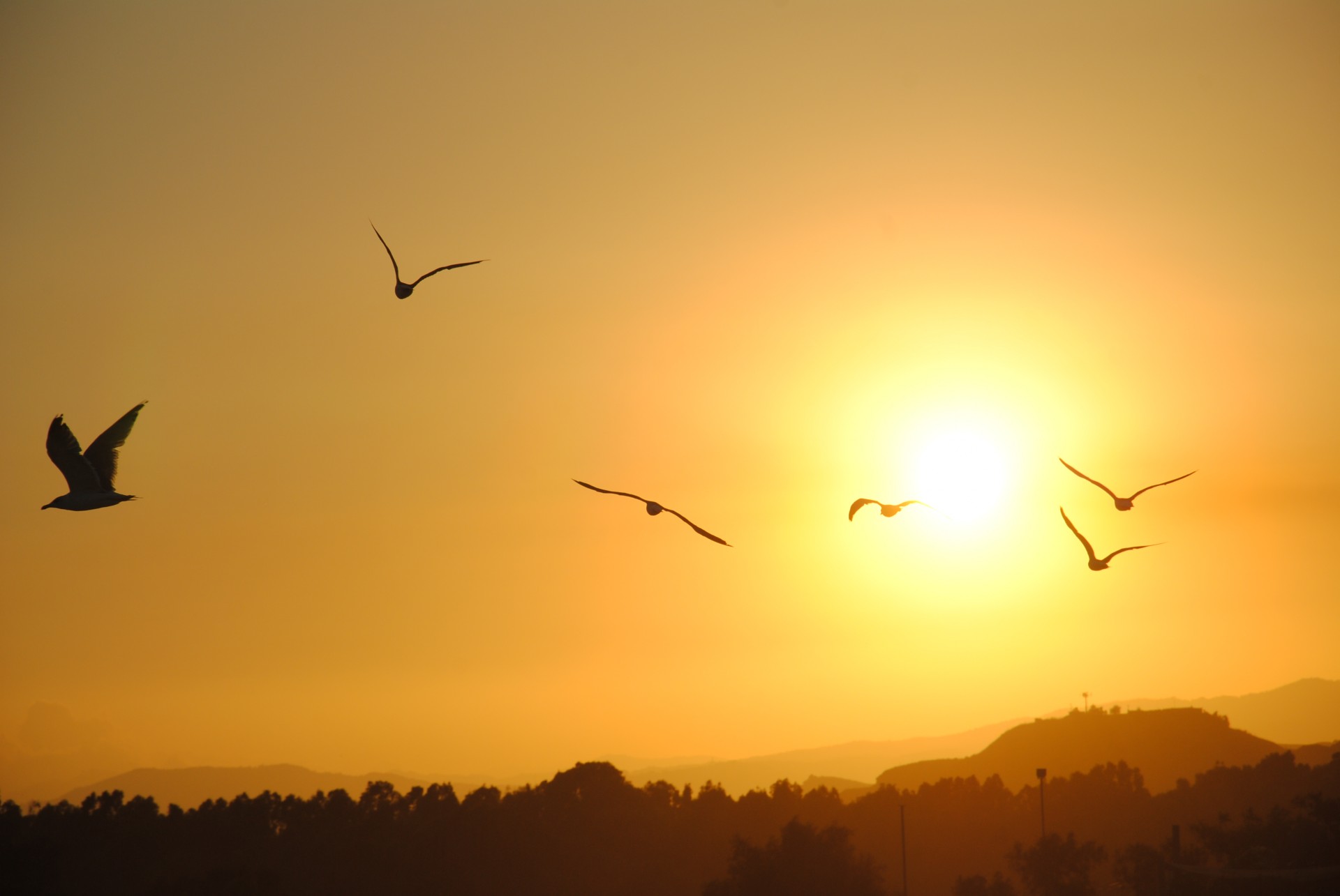 Seagulls At Sunset