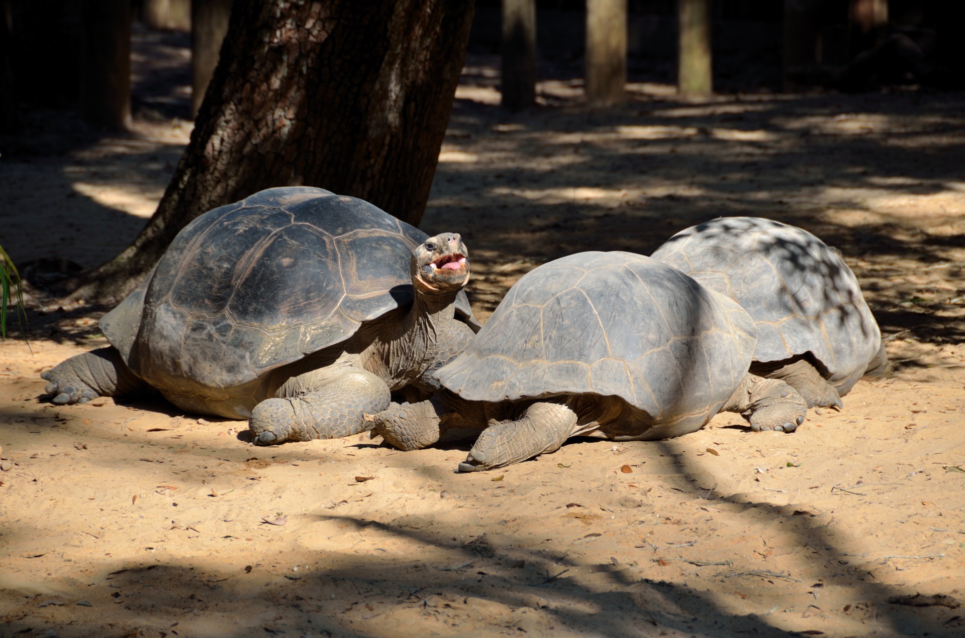 Giant tortoise at animal reserve