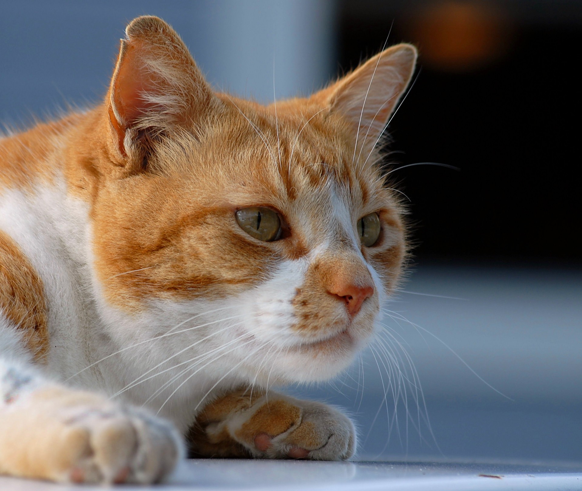 Ginger Cat Profile