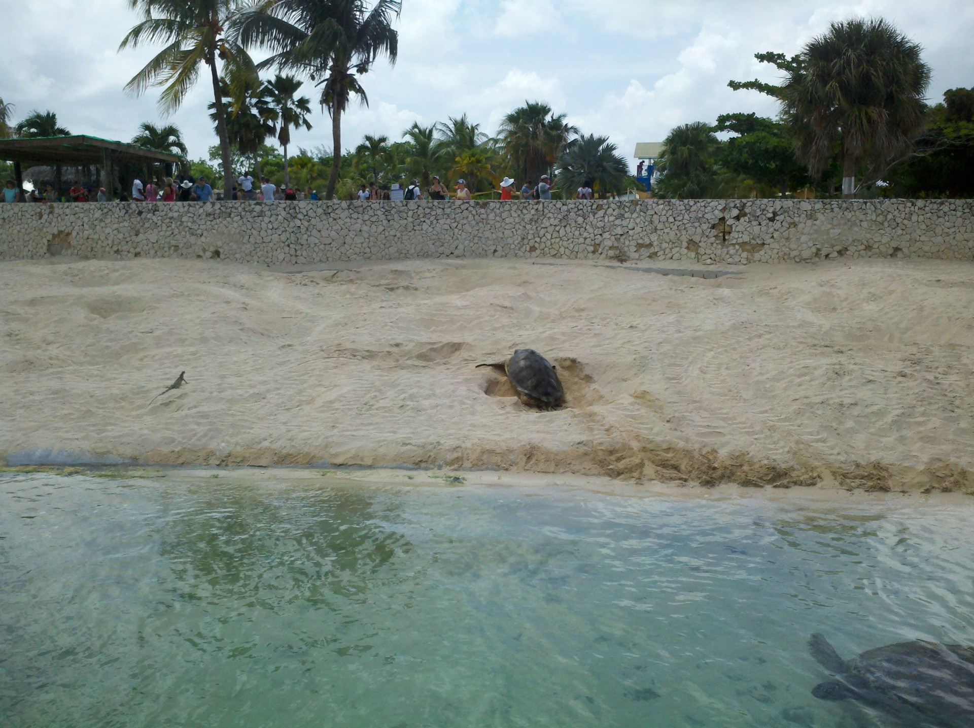 Cayman Island Turtle Farm is the only place in the world that raises sea turtles to be released.