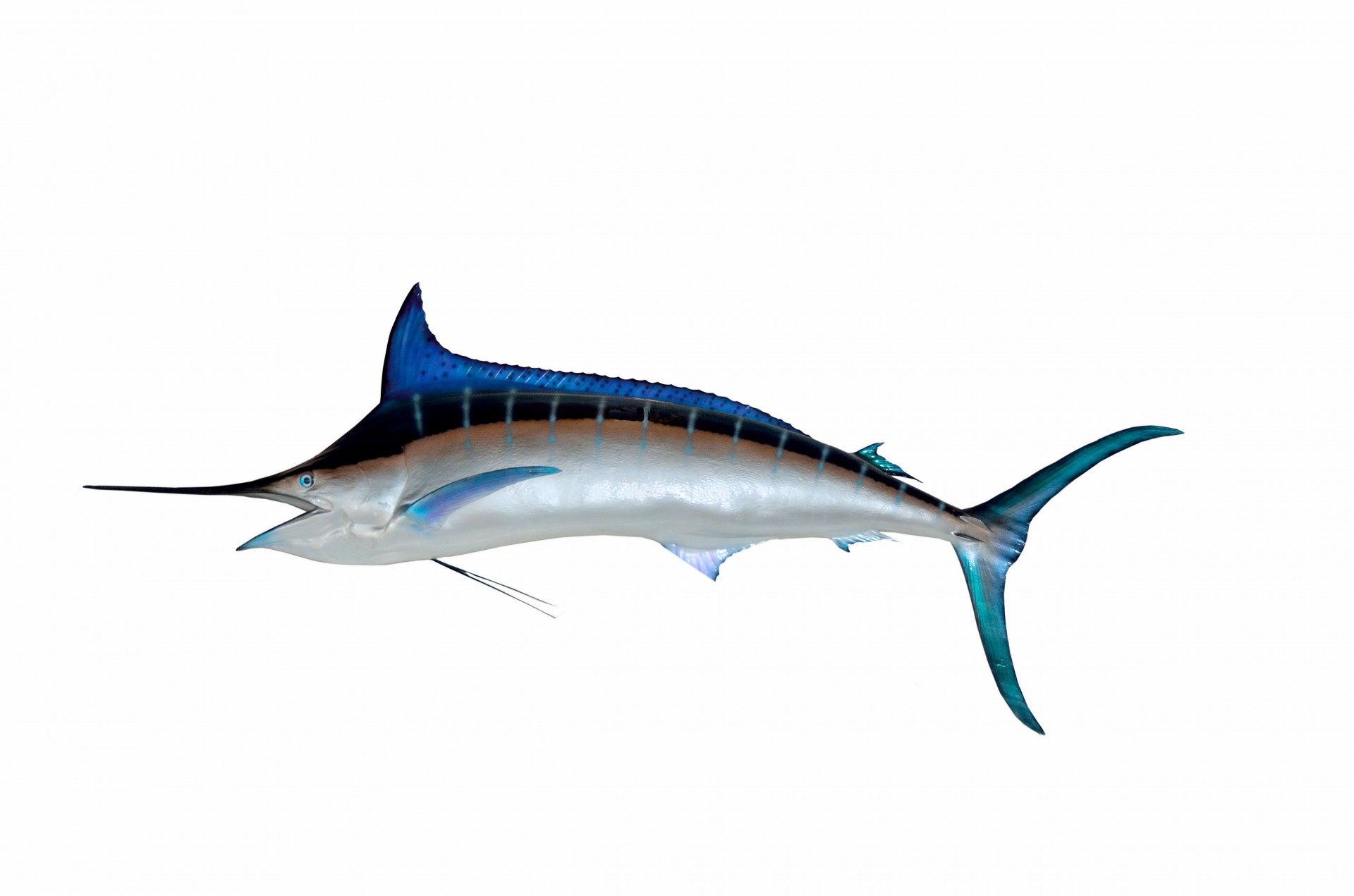Great Blue Marlin