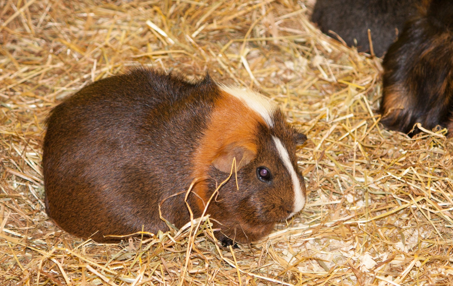 Cute smooth haired guinea pig in close-up