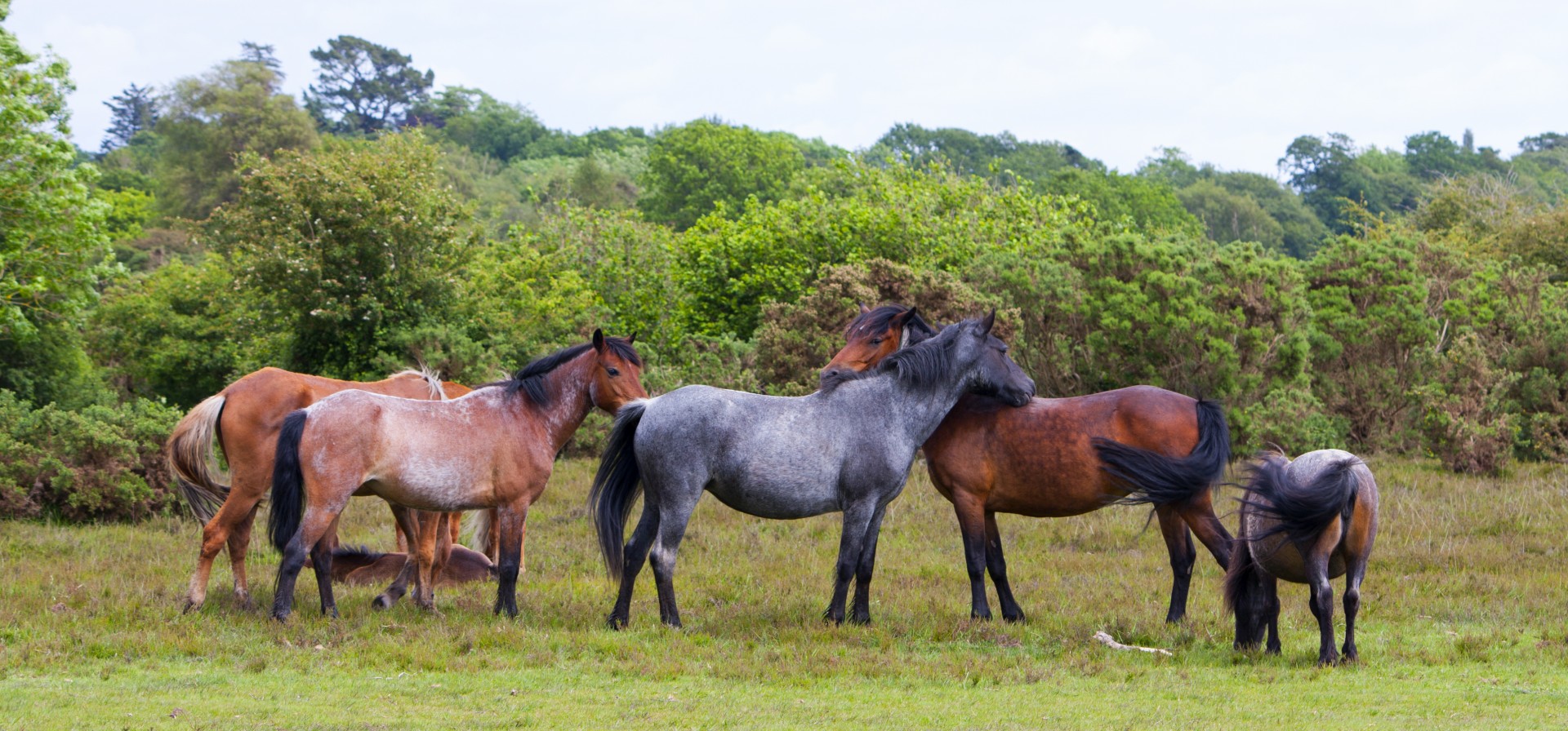 Herd of beautiful wild new forest ponies