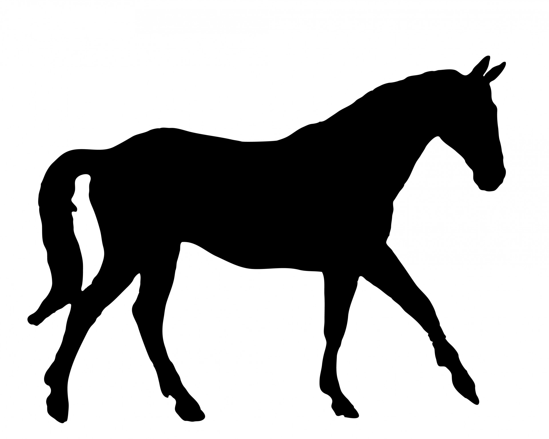 Black silhouette of a beautiful horse on white background