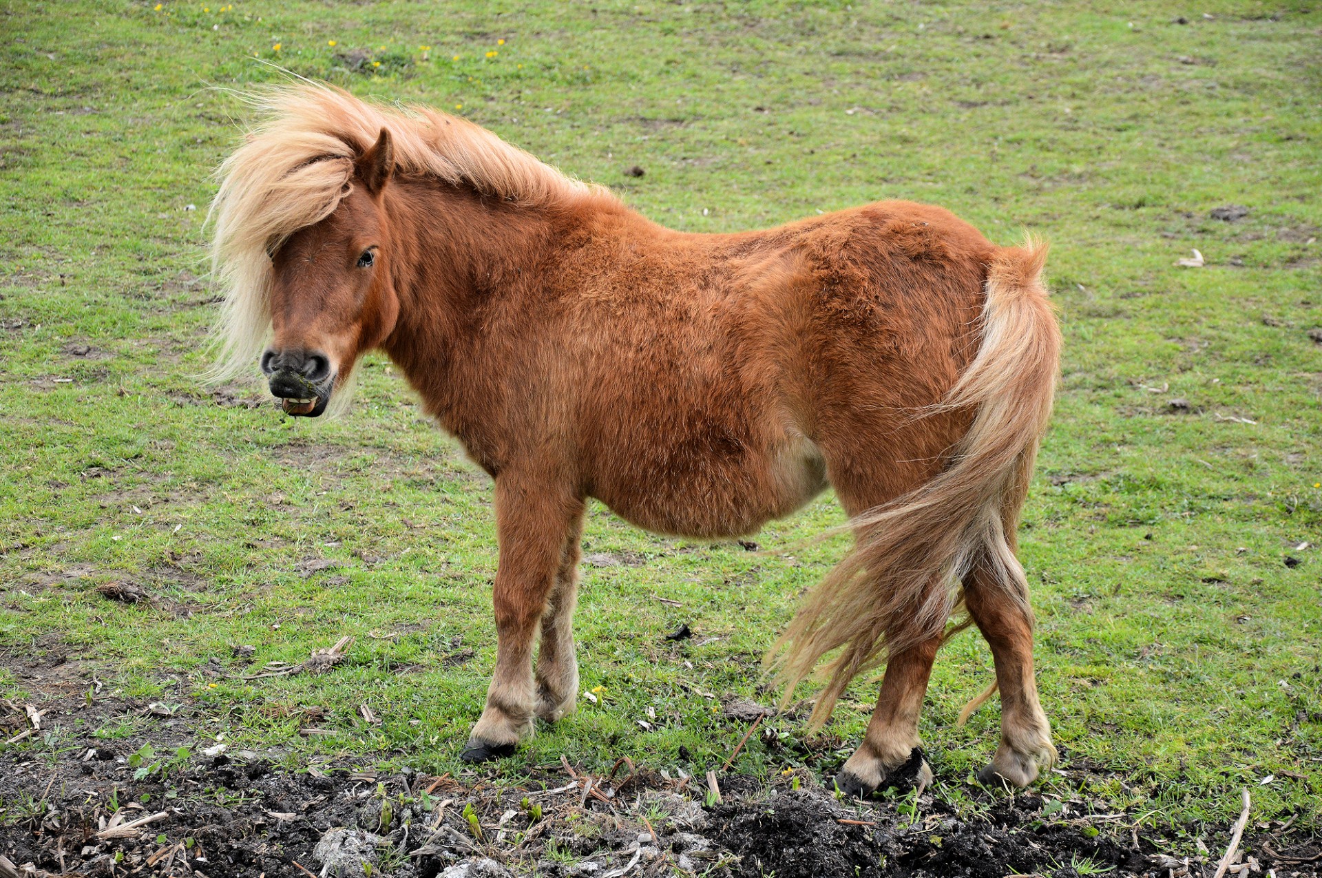 Horses & Pony's Farm