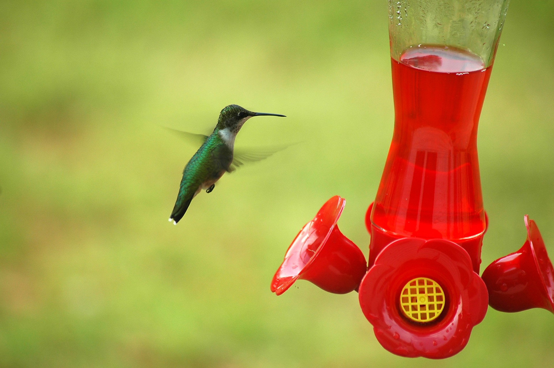 Hummingbird At A Feeder