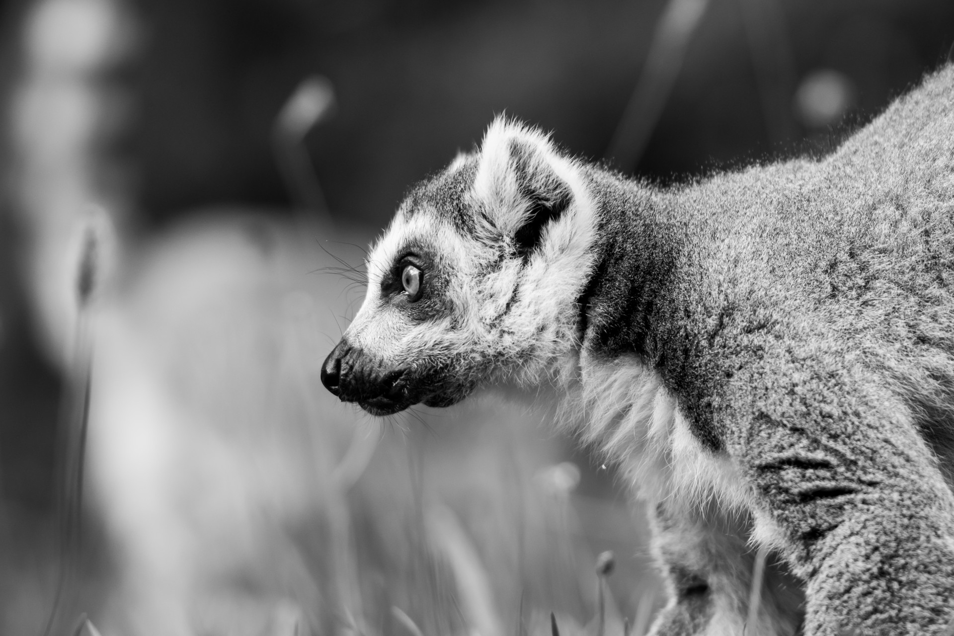 Ring-tailed lemur (Lemur catta) - black and white version