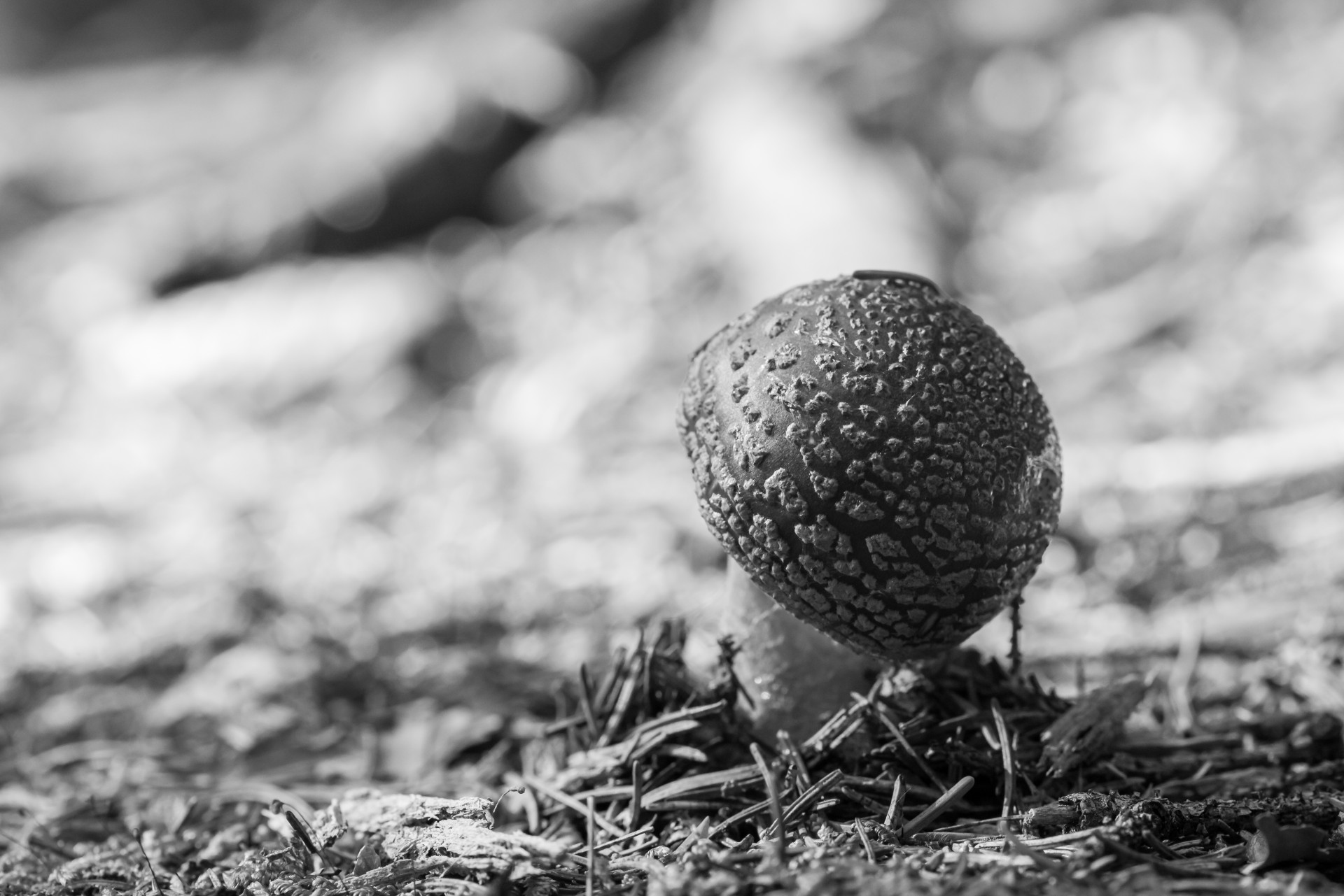 forest mushroom - black and white version