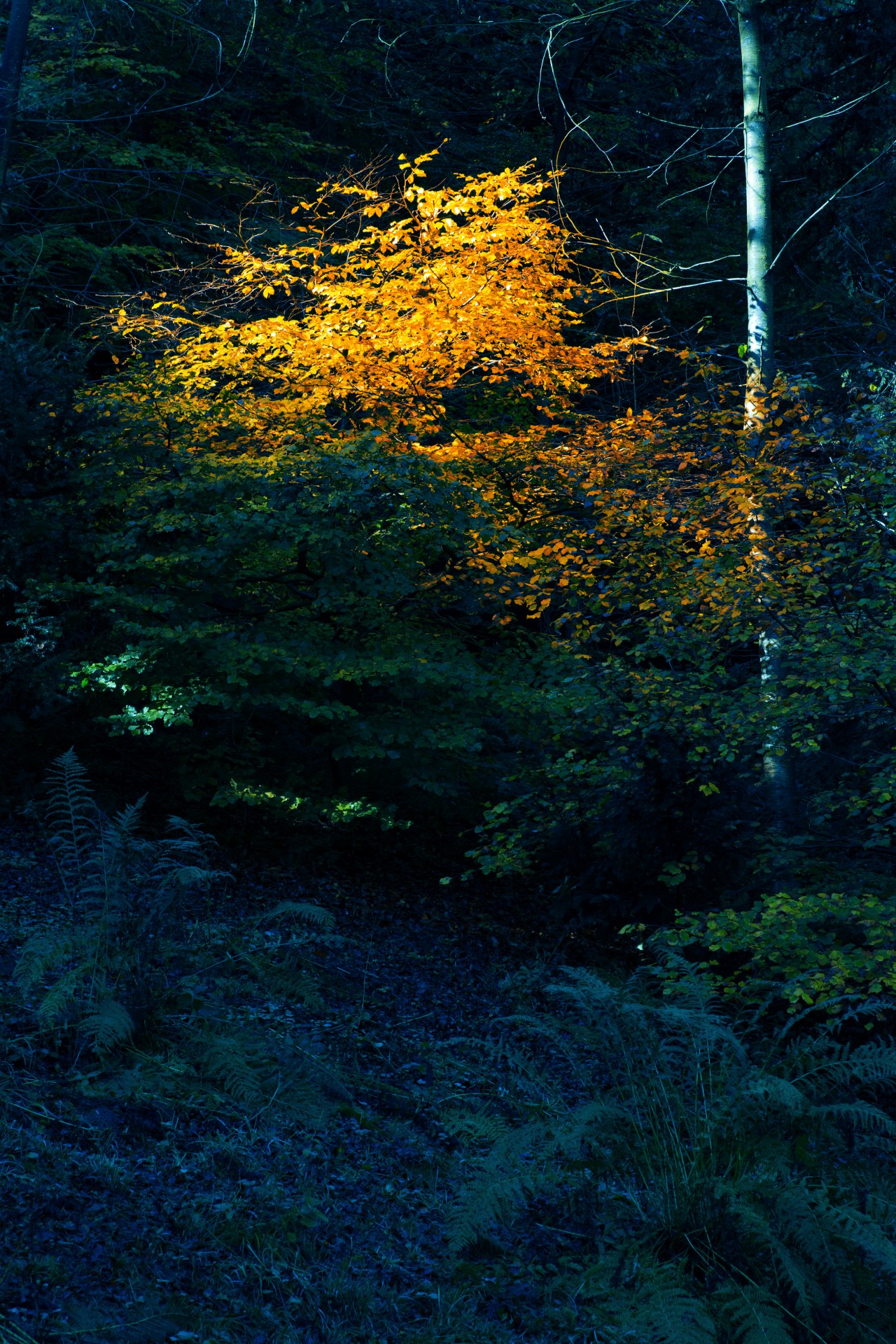 Light On An Autumn Tree