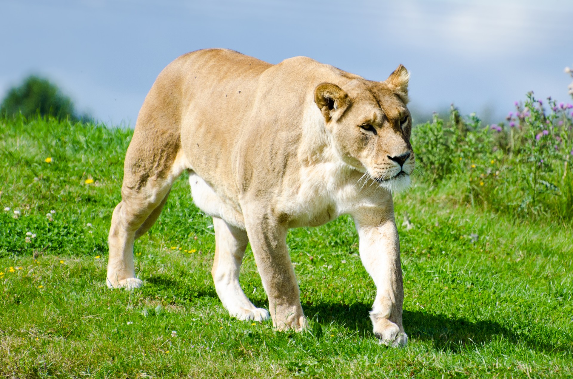 lioness - animal, South Africa
