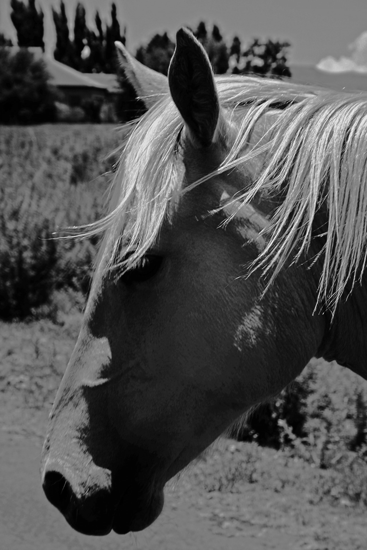 low key black and white head of horse