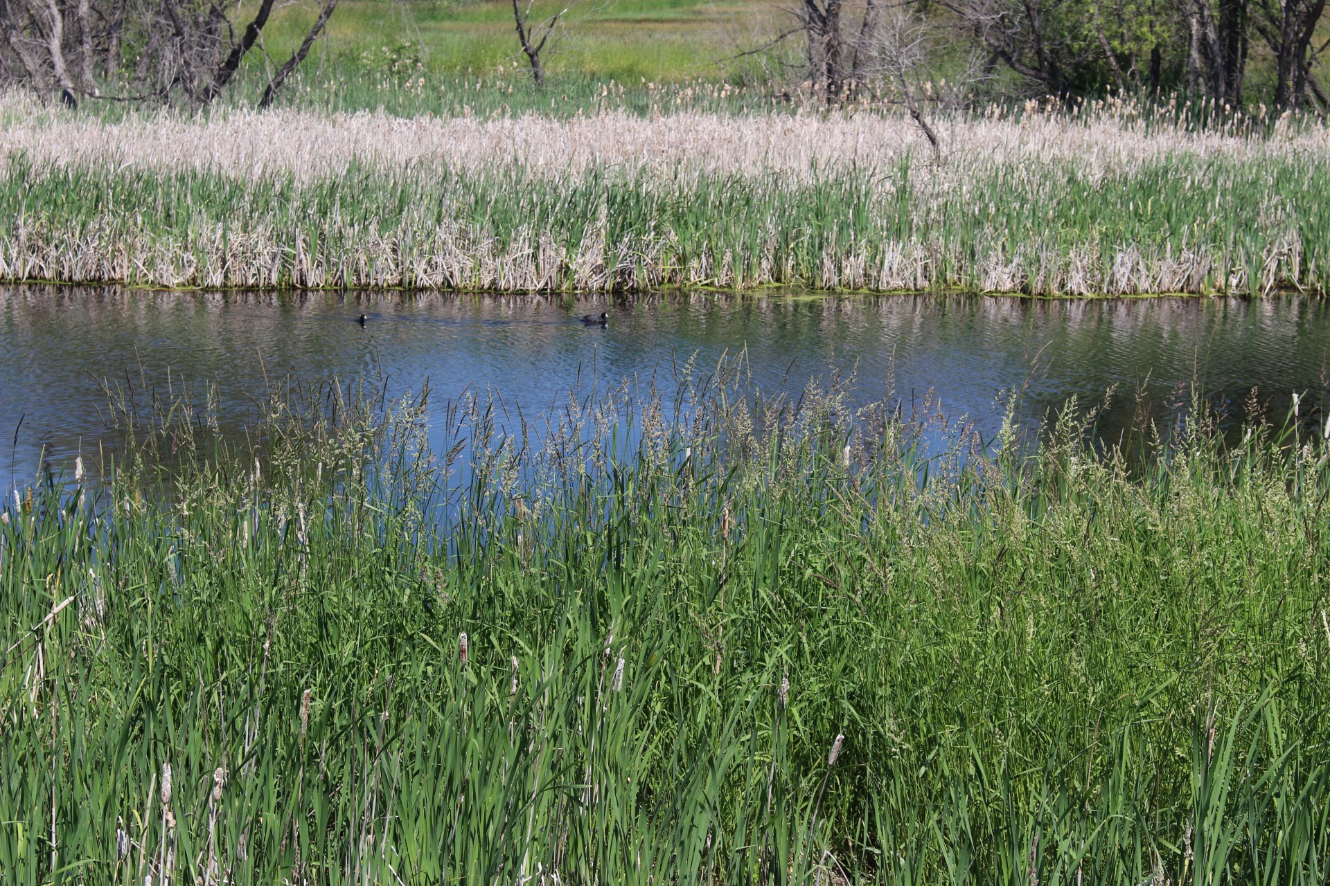 Marsh Cattails Ducks