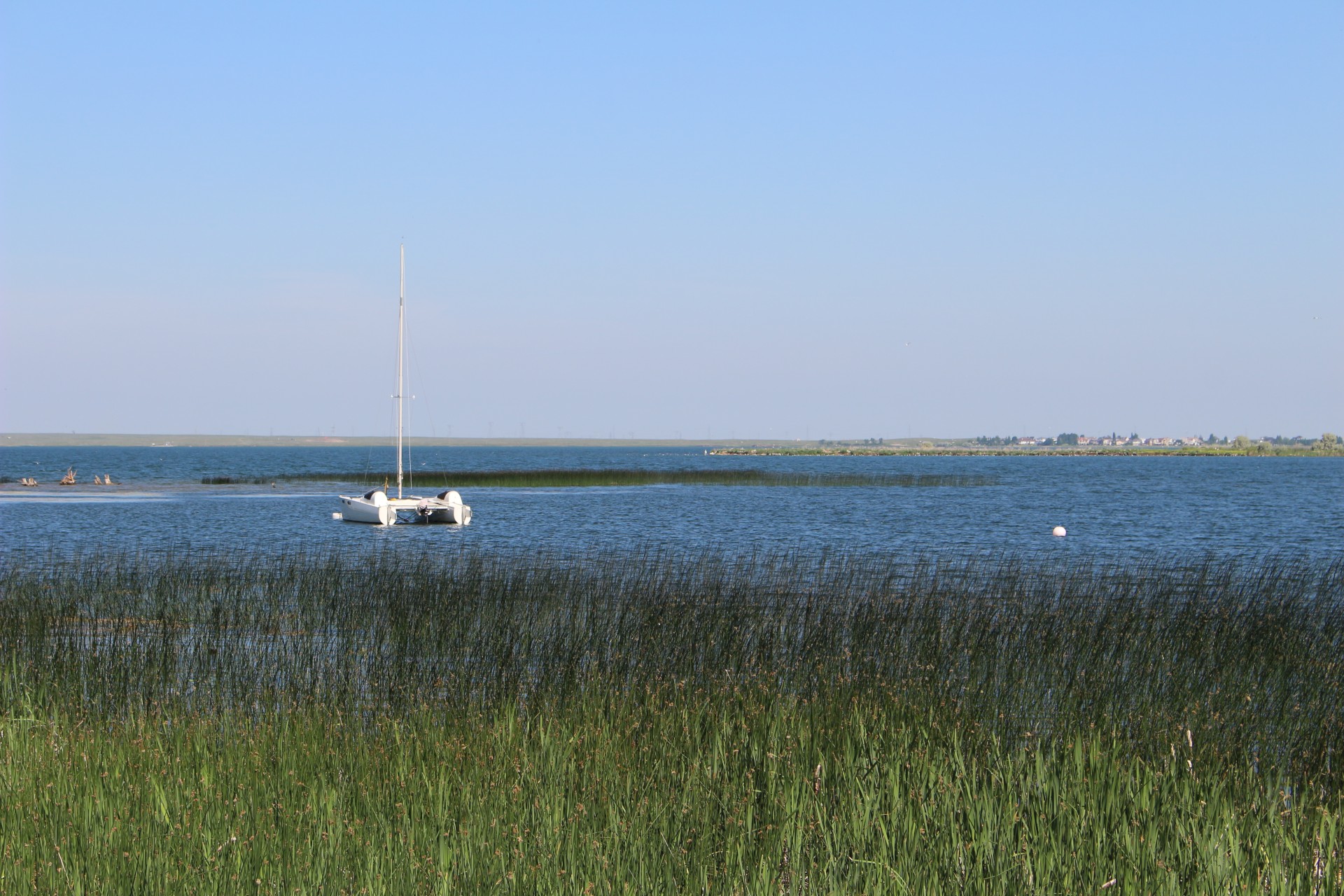 Marsh Long Grass Sail Boat Cattails
