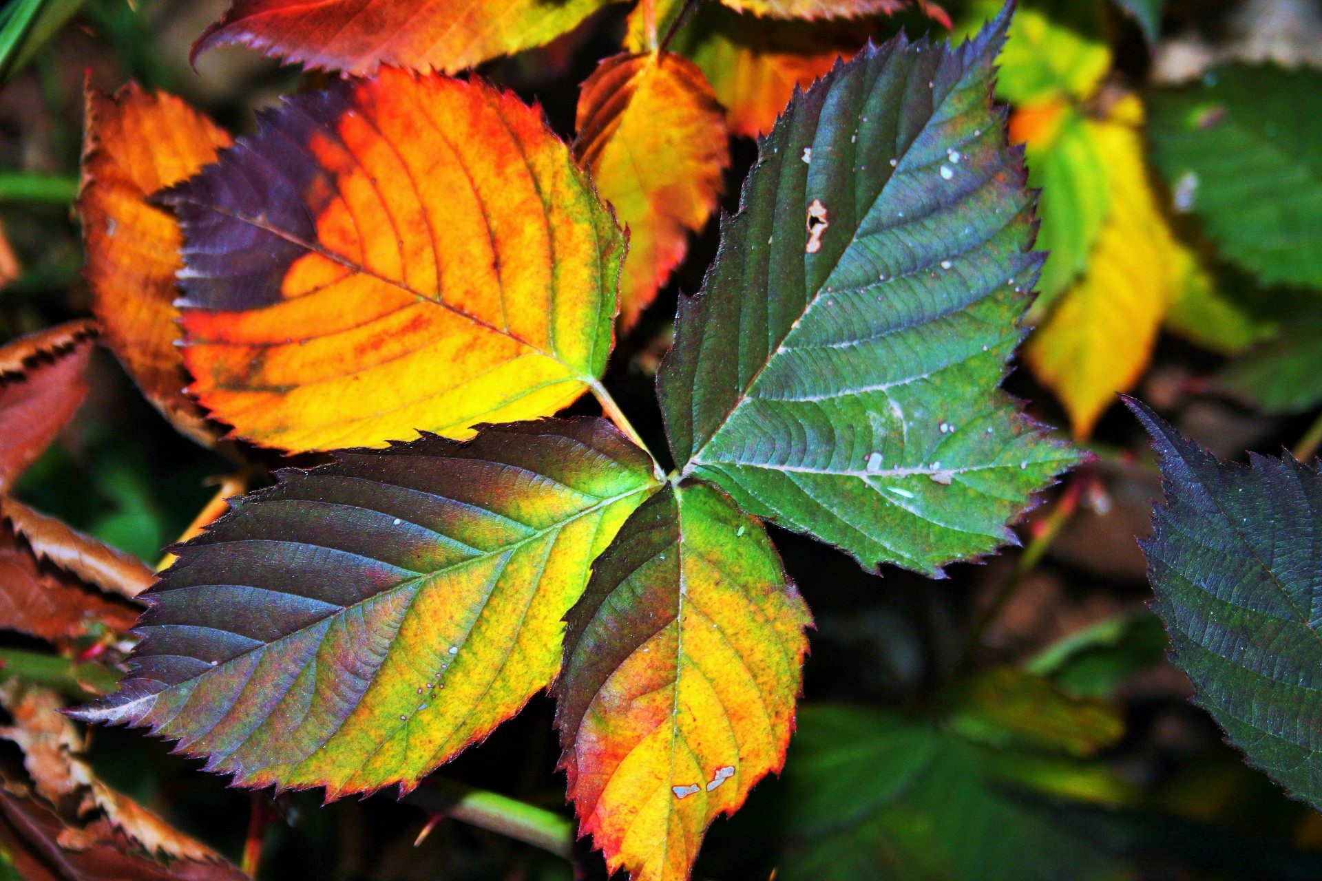 Mixed Autumn Bramble Leaves