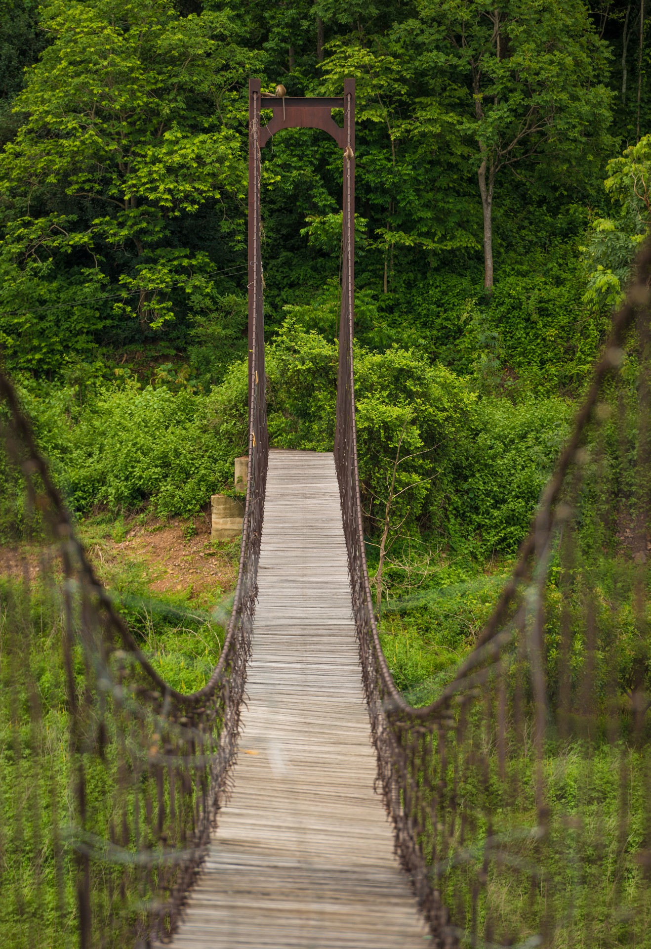 Bridge To The Jungle