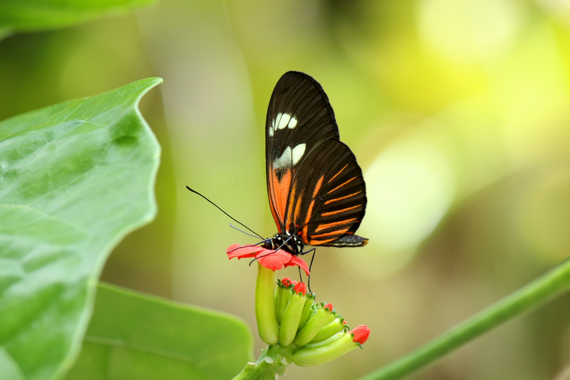 Orange Black Butterfly