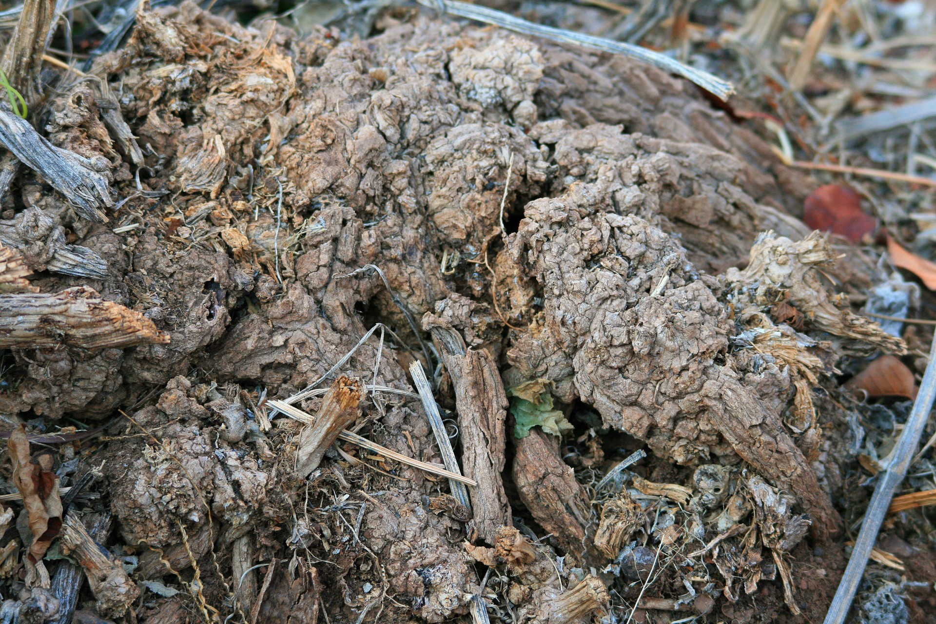 Overgrown Root Mass