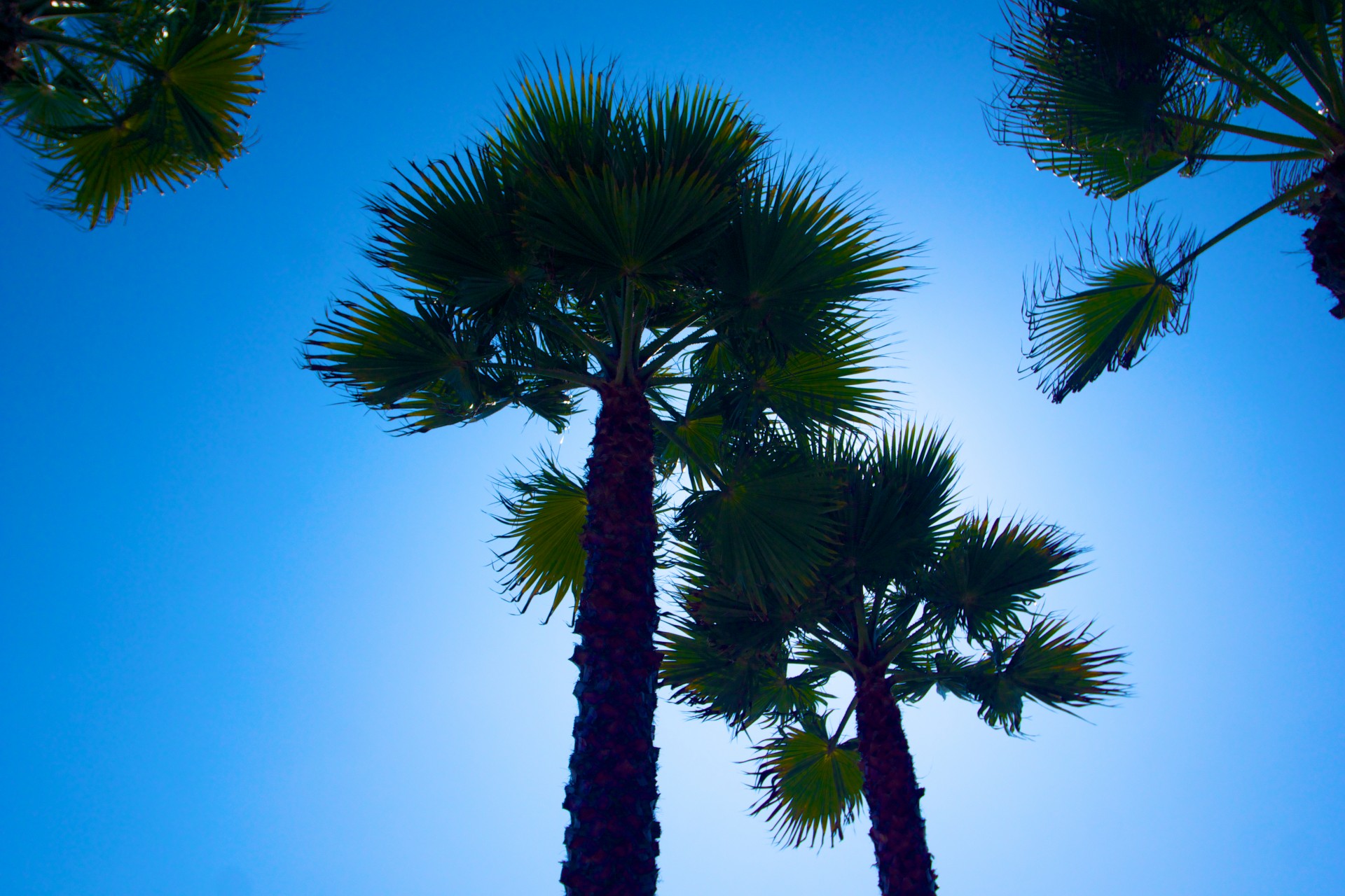 Pair Of Palm Tree Silhouettes Free Stock Photo Public Domain Pictures