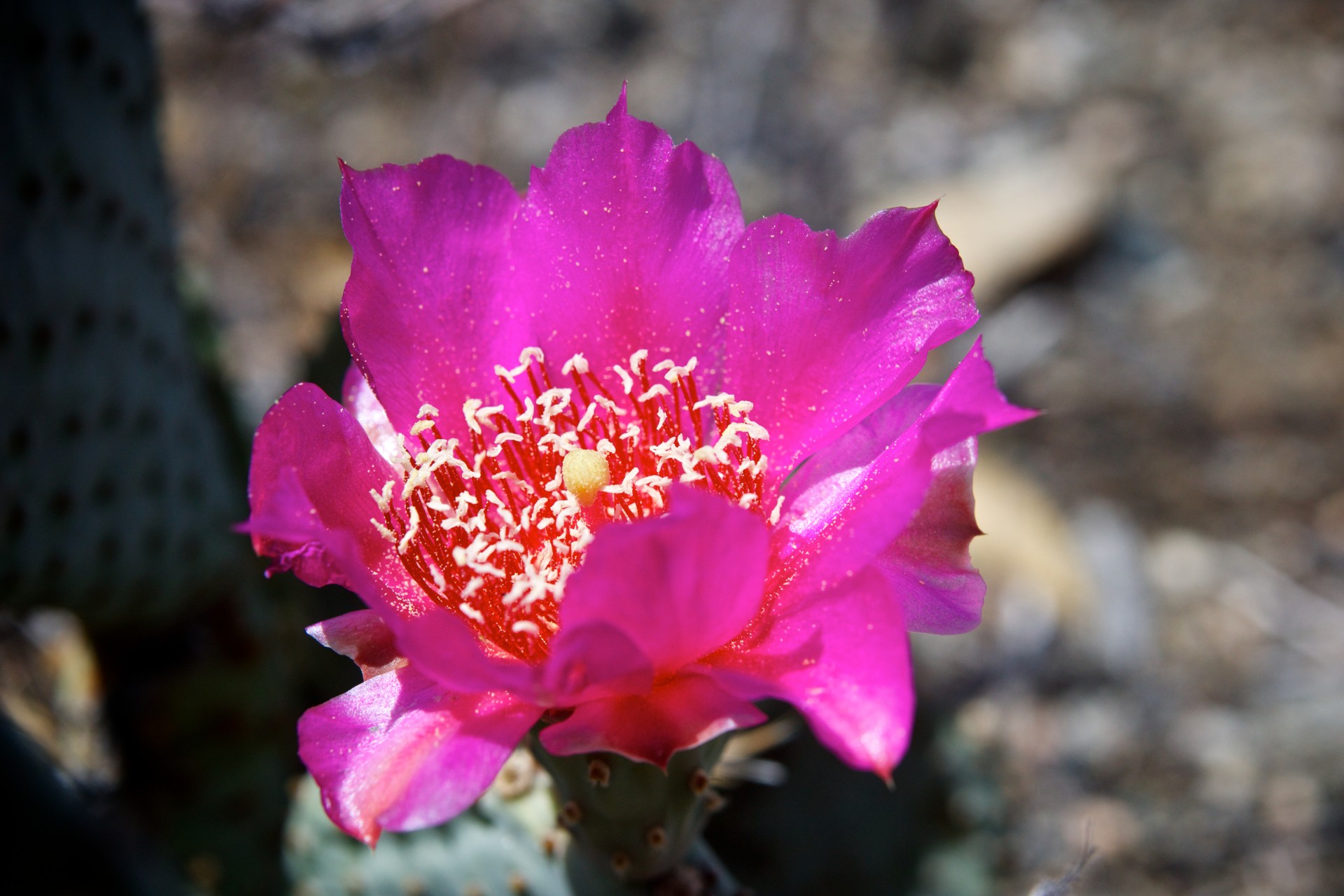 Pink cactus blossoms show color in life in the brown barren desert.