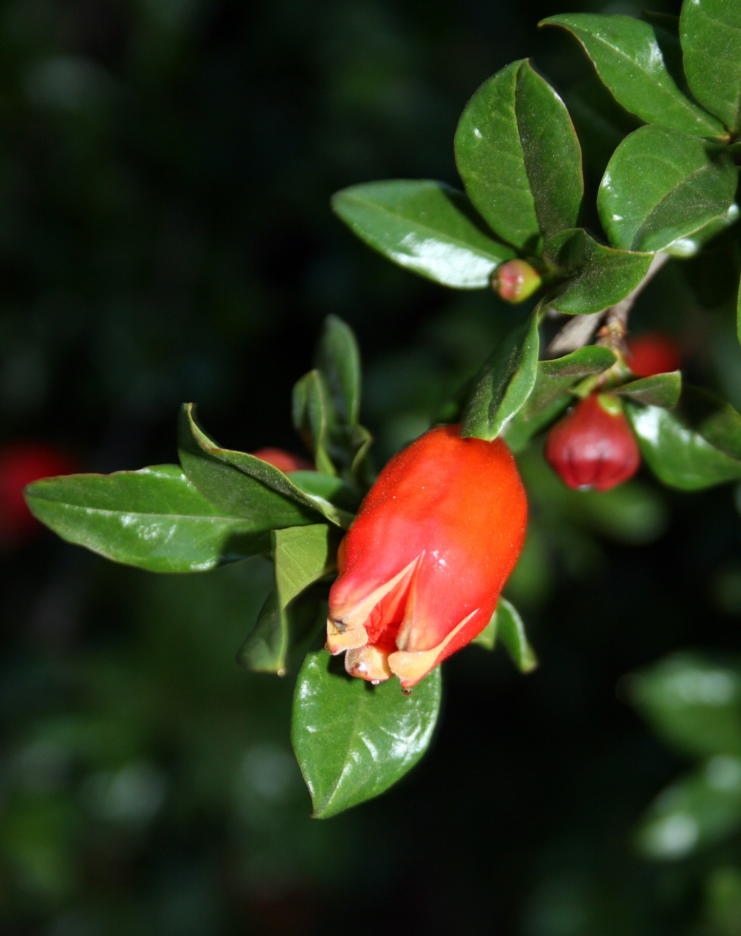 Pomegranate Flower Bud