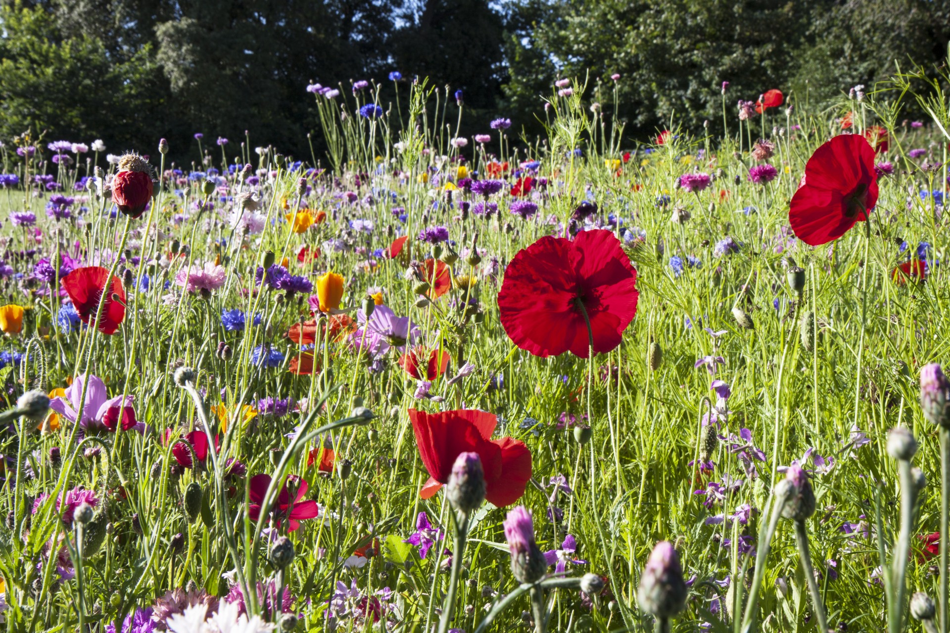 Poppy Flowers In Meadow