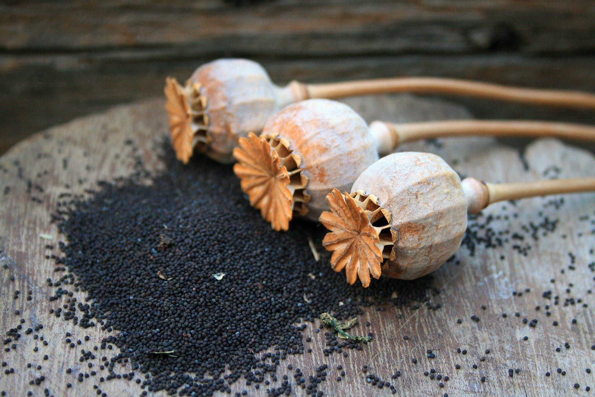 Poppy Seed Pods And Seed