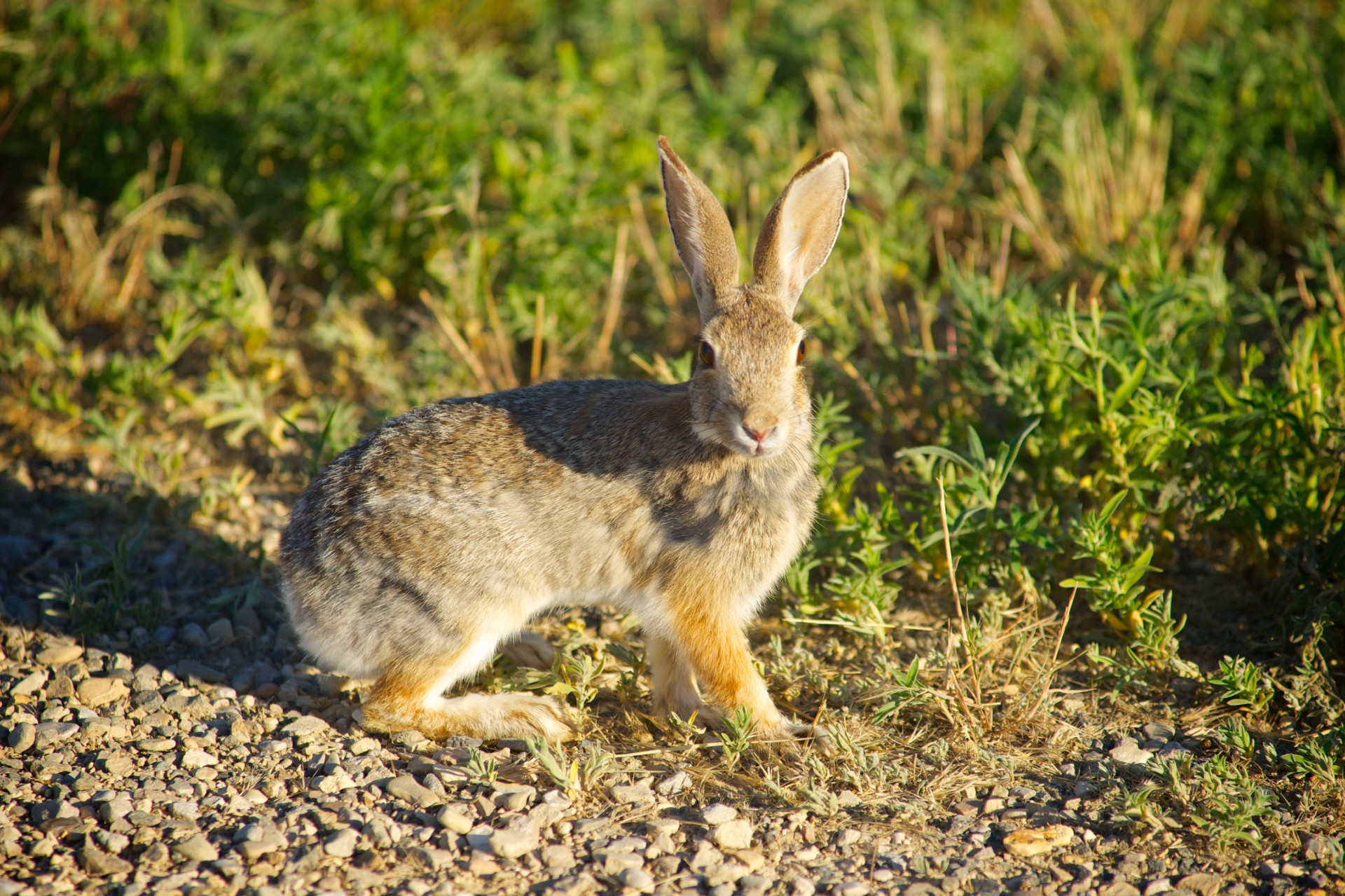 Rabbit Stands On Grass