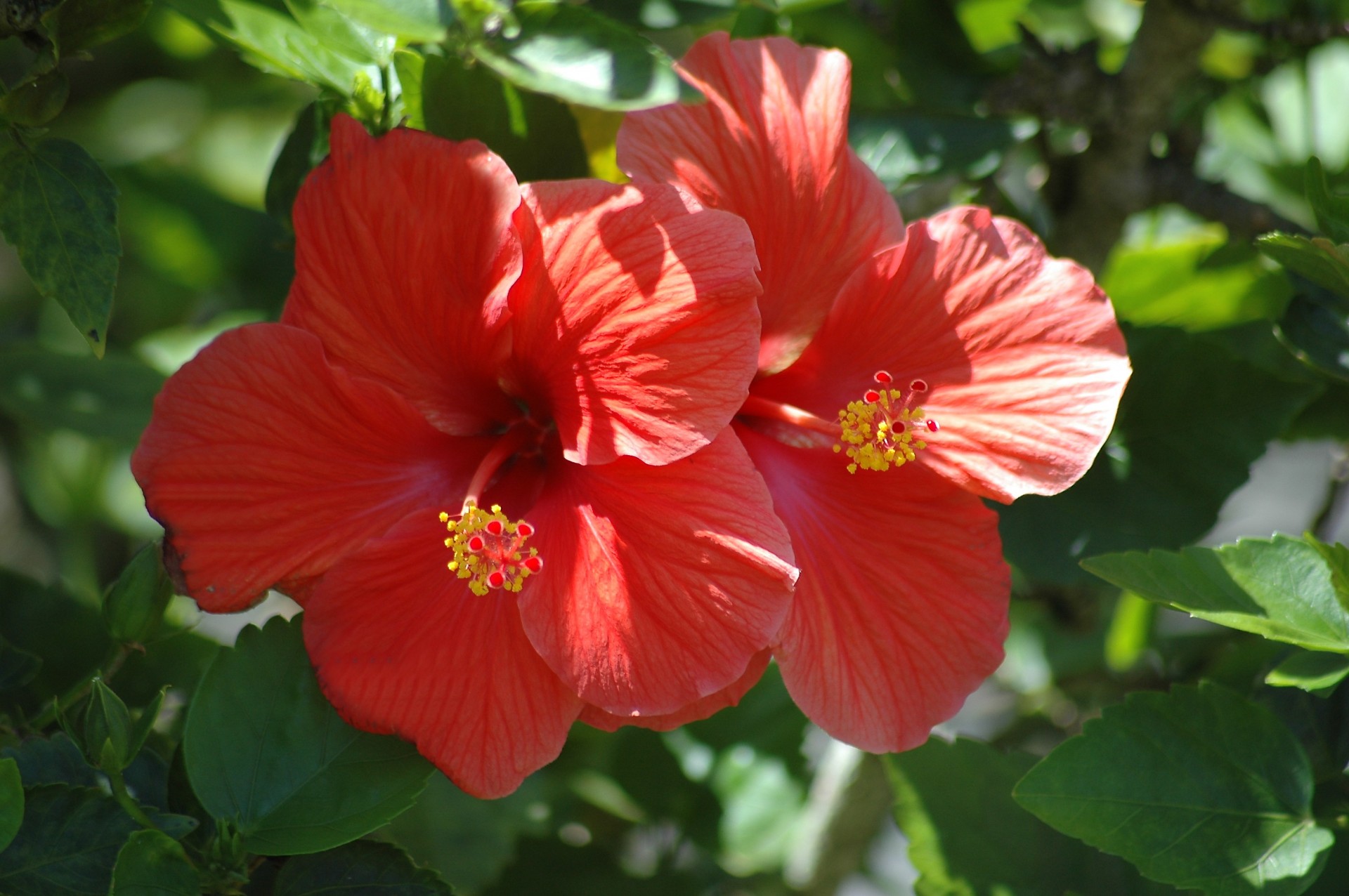 Vibrant Red Hibiscus flowers at garden Florida, USA