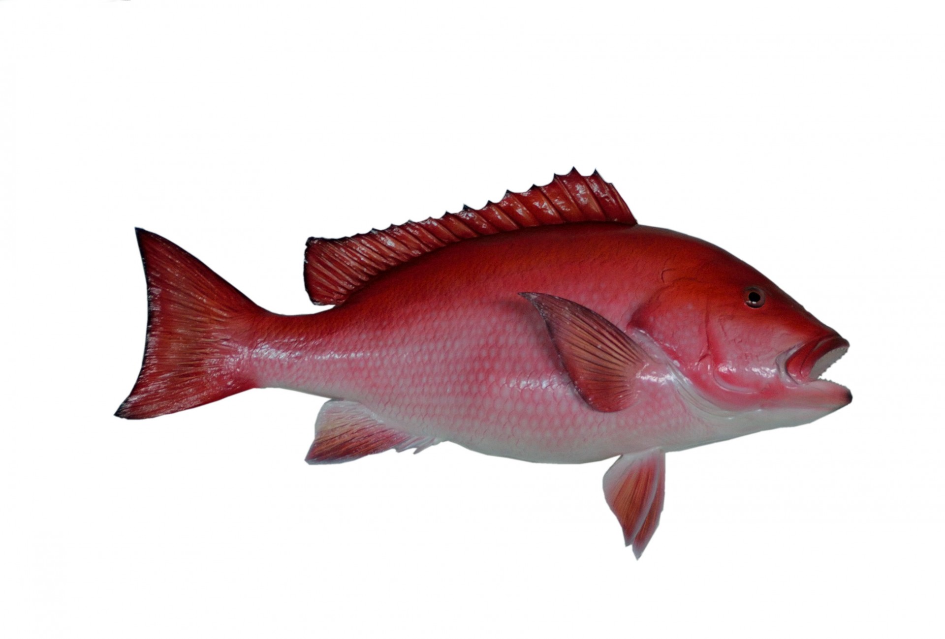Red Snapper Fish Mount