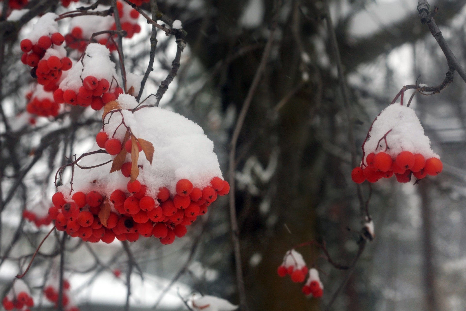 Red Winter Berries In The Snow