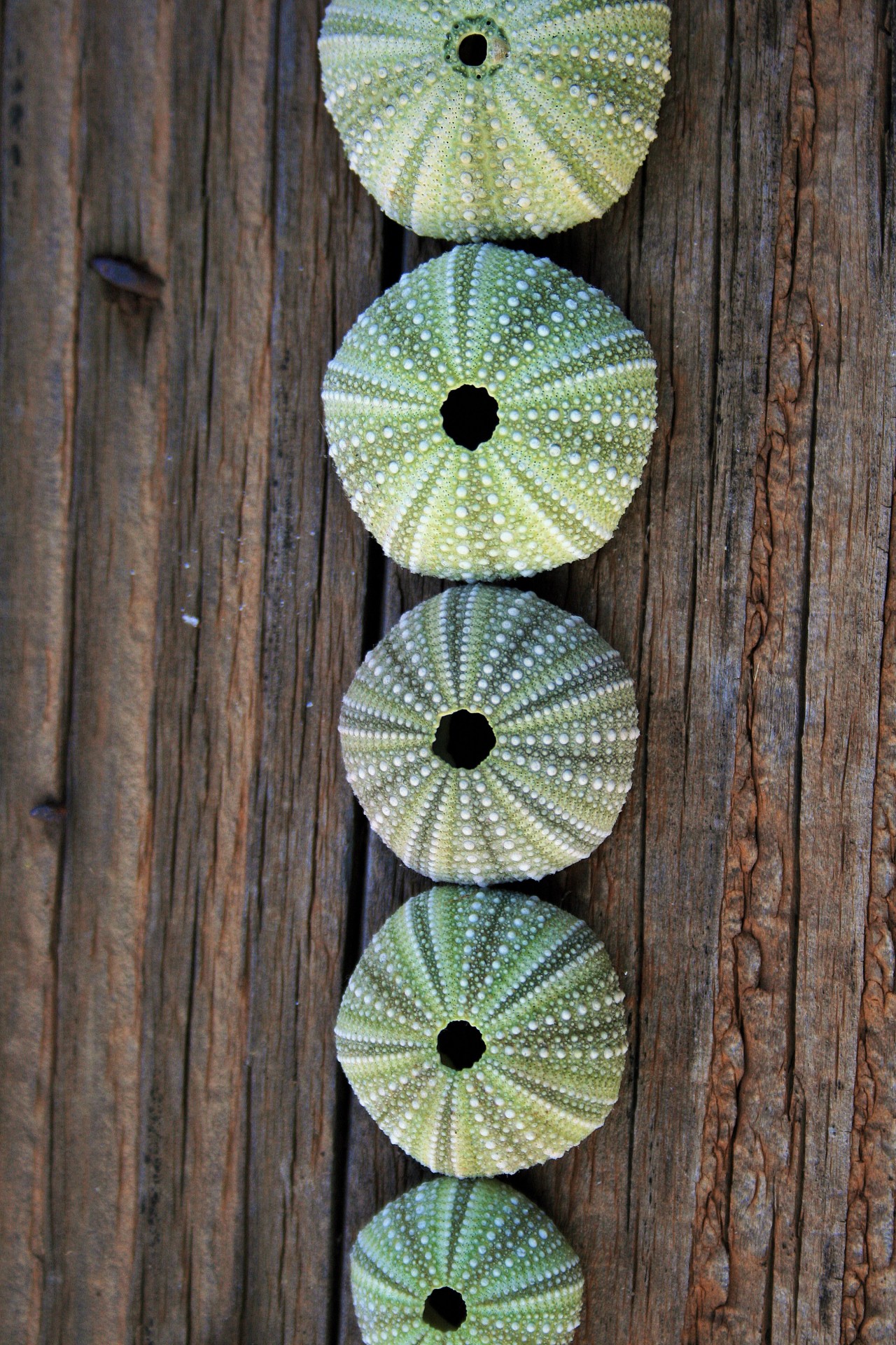 Row Of Sea Urchin Shells