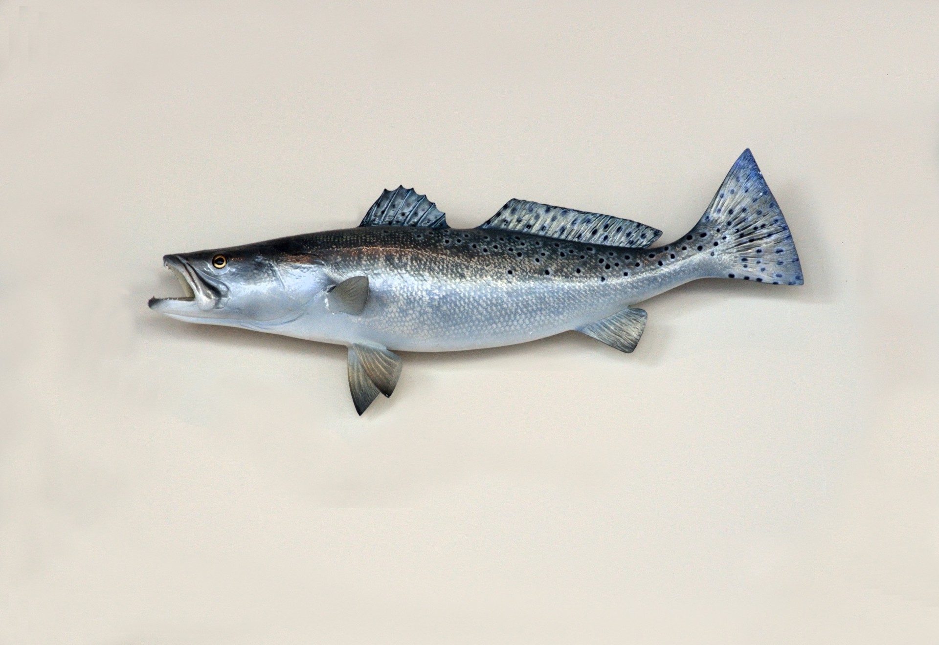 Wall mount of Saltwater Trout