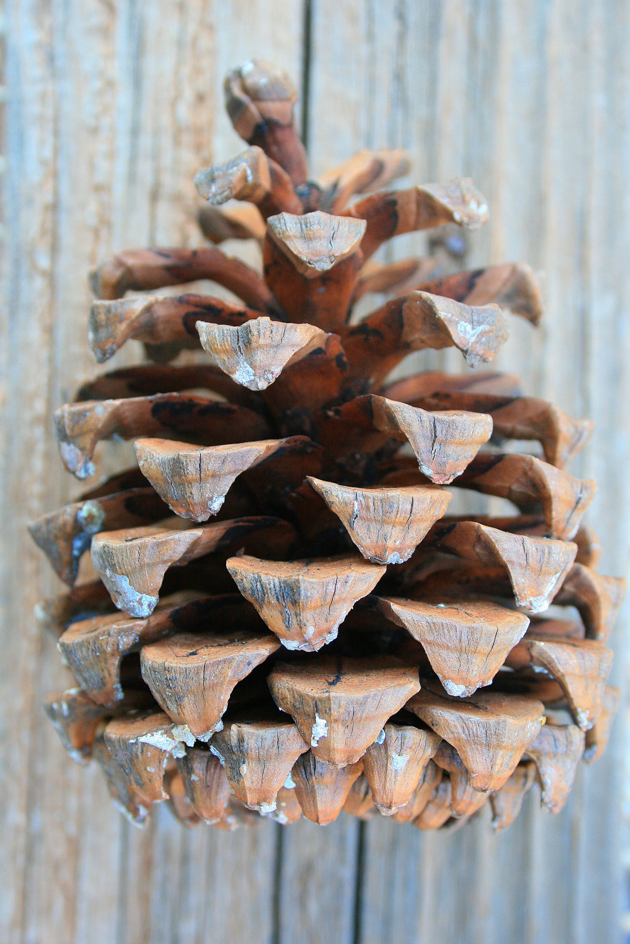 Single Pine Cone
