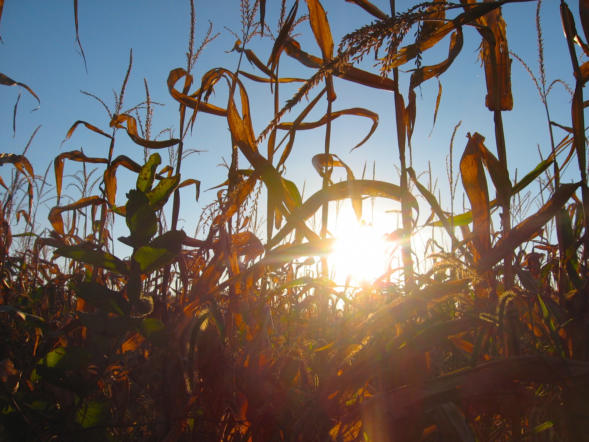 Sun light filters through young stalks of corn on an early summer evening.